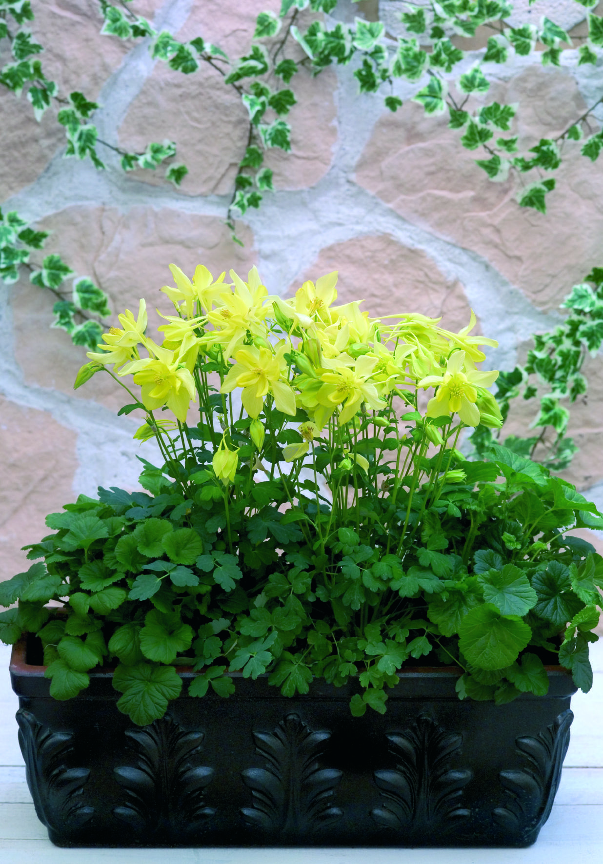 Aquilegia flabellata Spring Magic Gelb