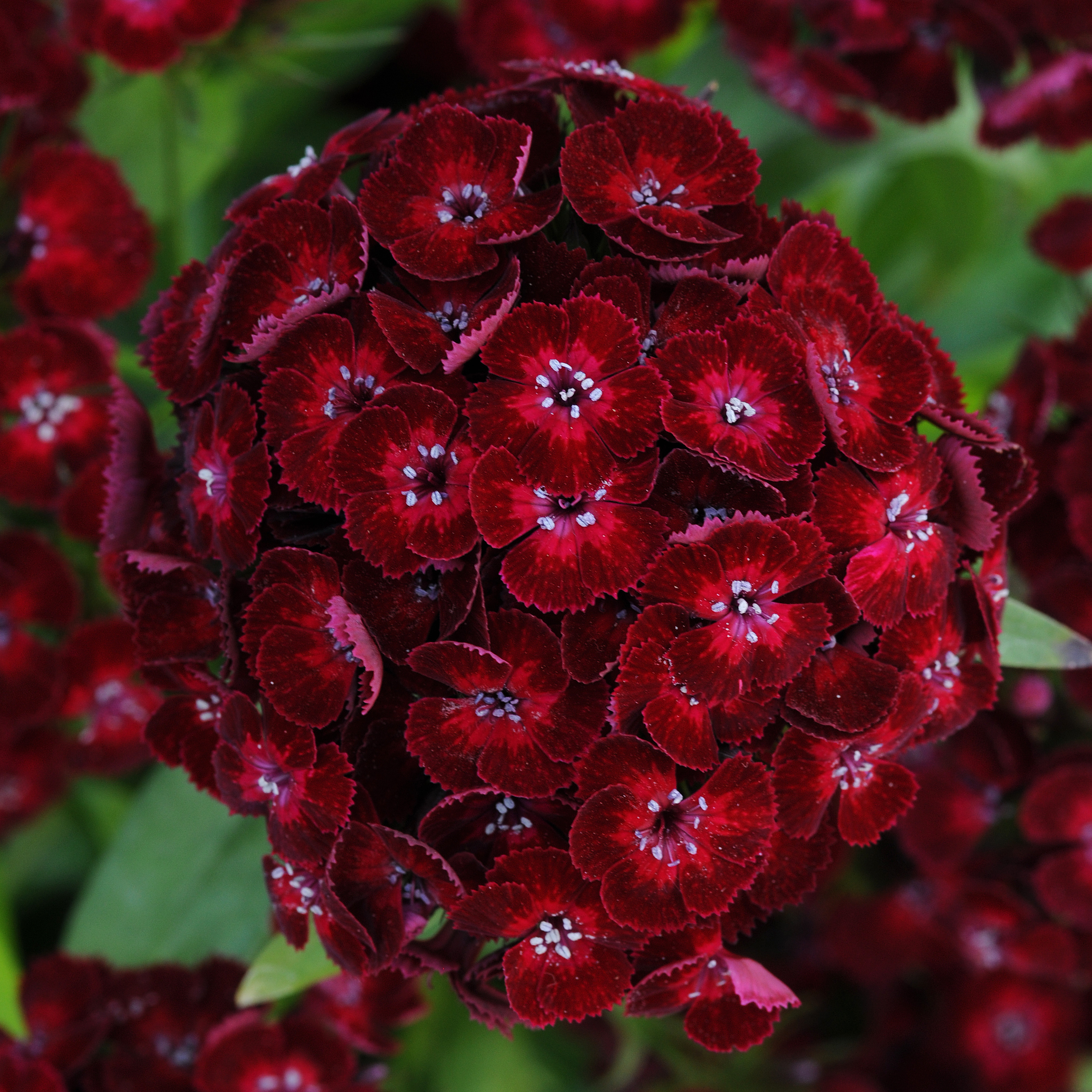 Dianthus barbatus F1 Dash Crimson