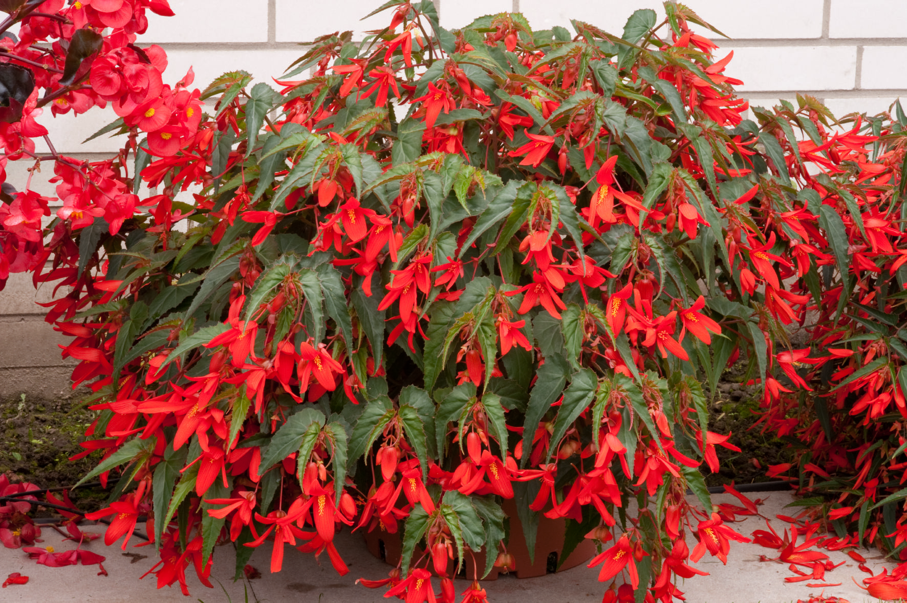 Begonia boliviensis  F1 Santa Cruz Sunset