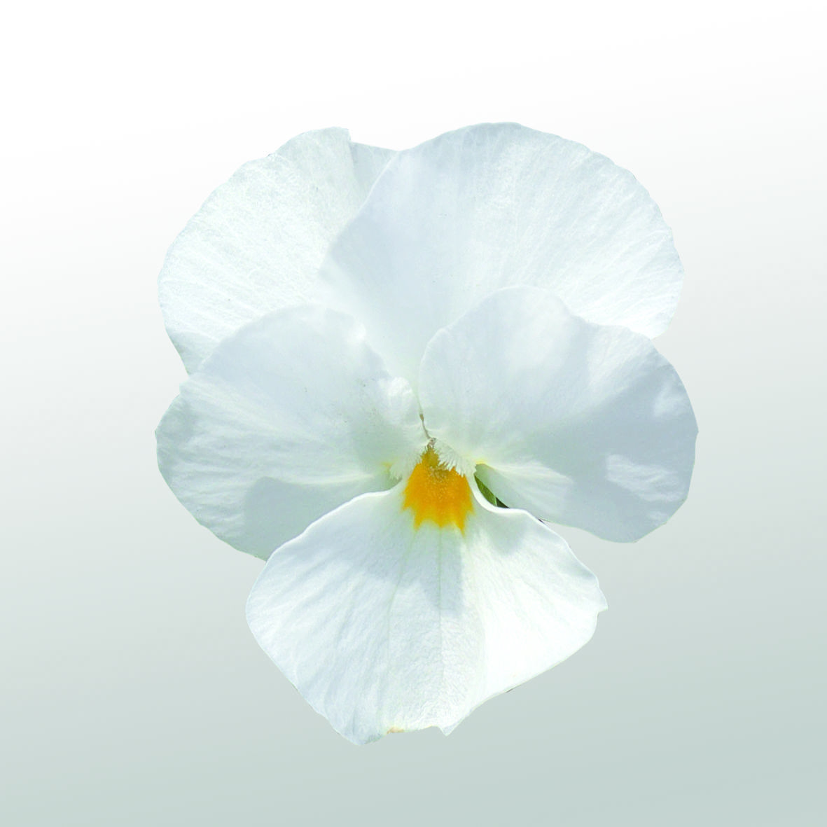 Viola cornuta F1 Admire Reinweiß