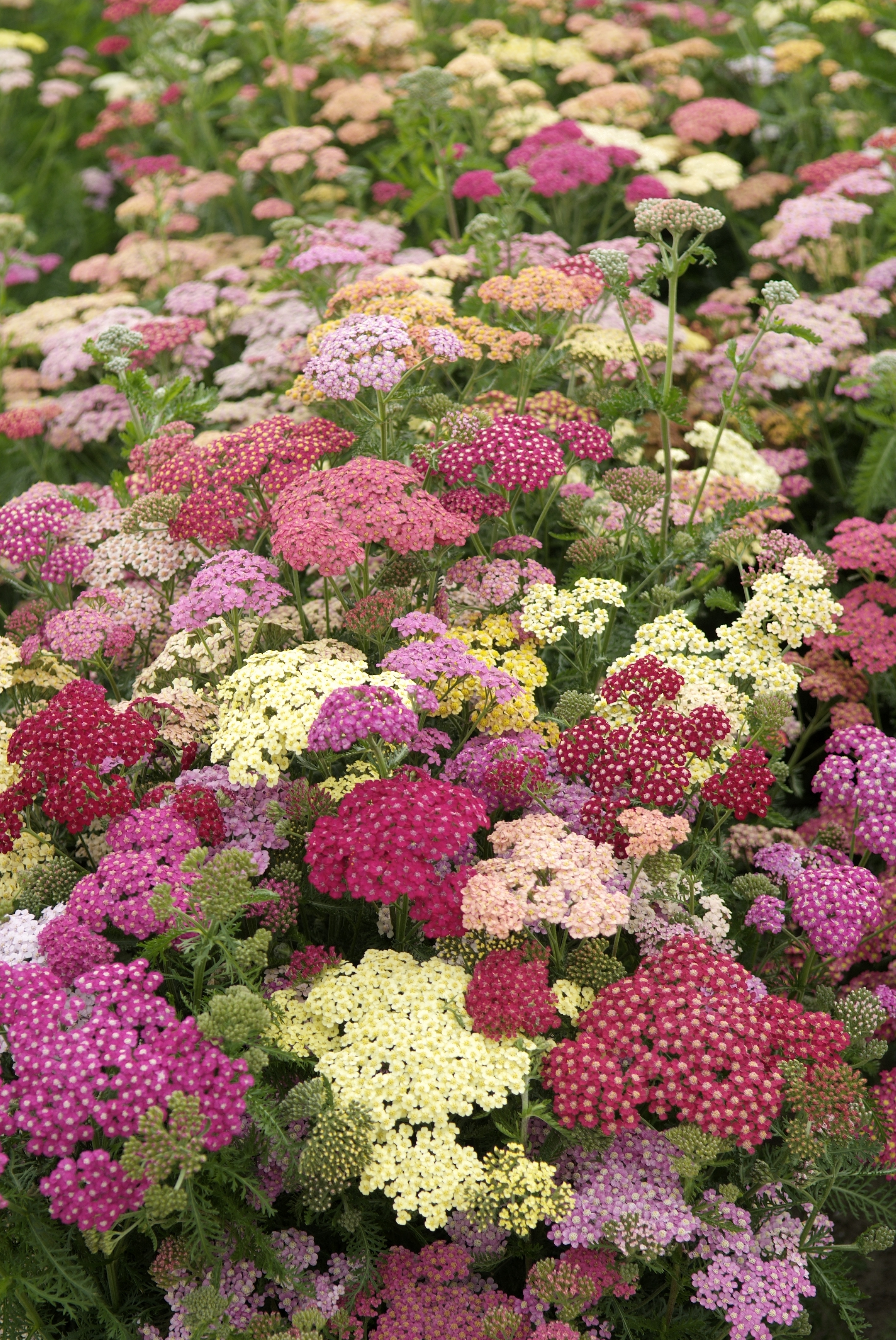 Achillea millefolium F2 Summer Pastells