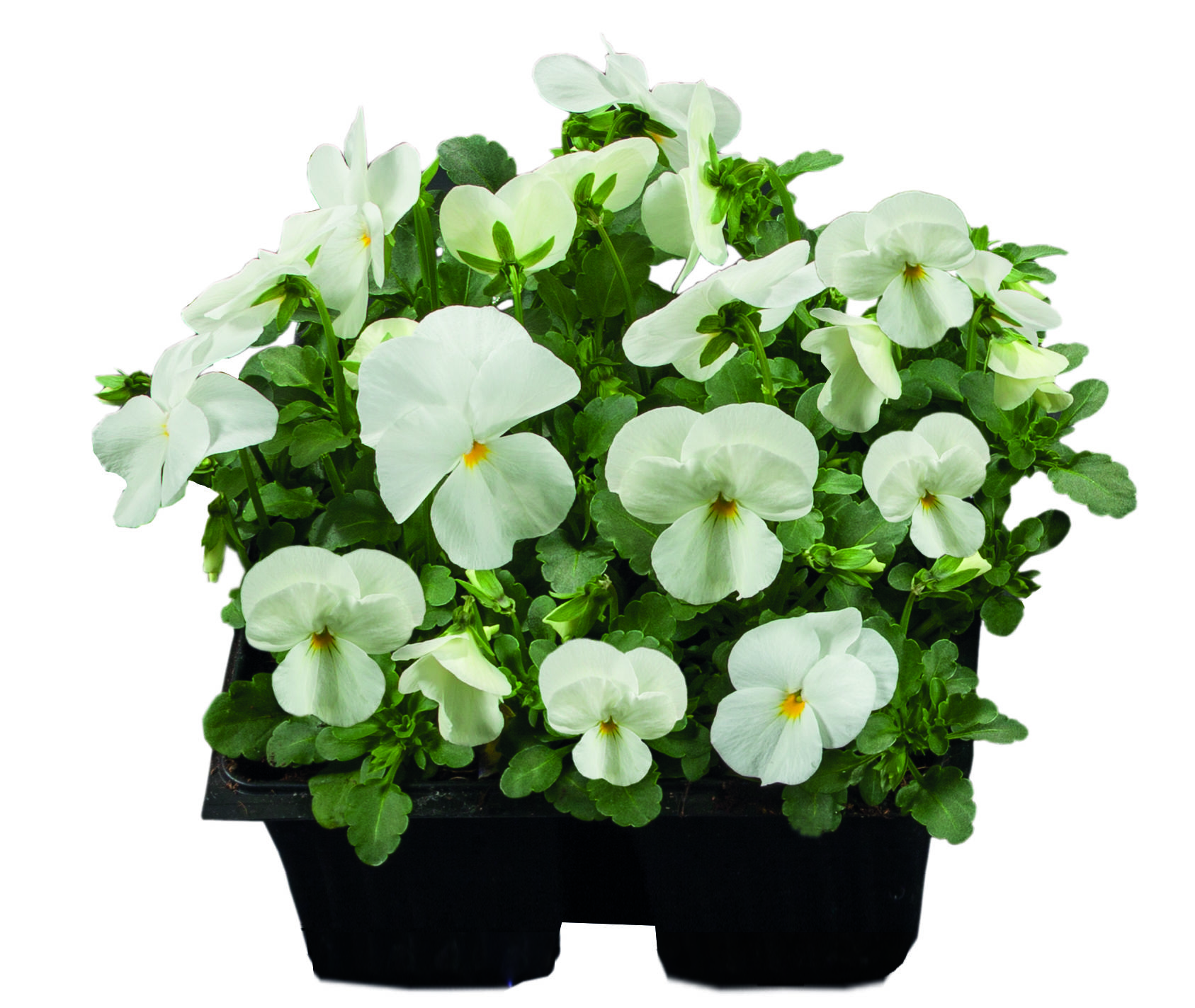 Viola cornuta F1 Admire Reinweiß