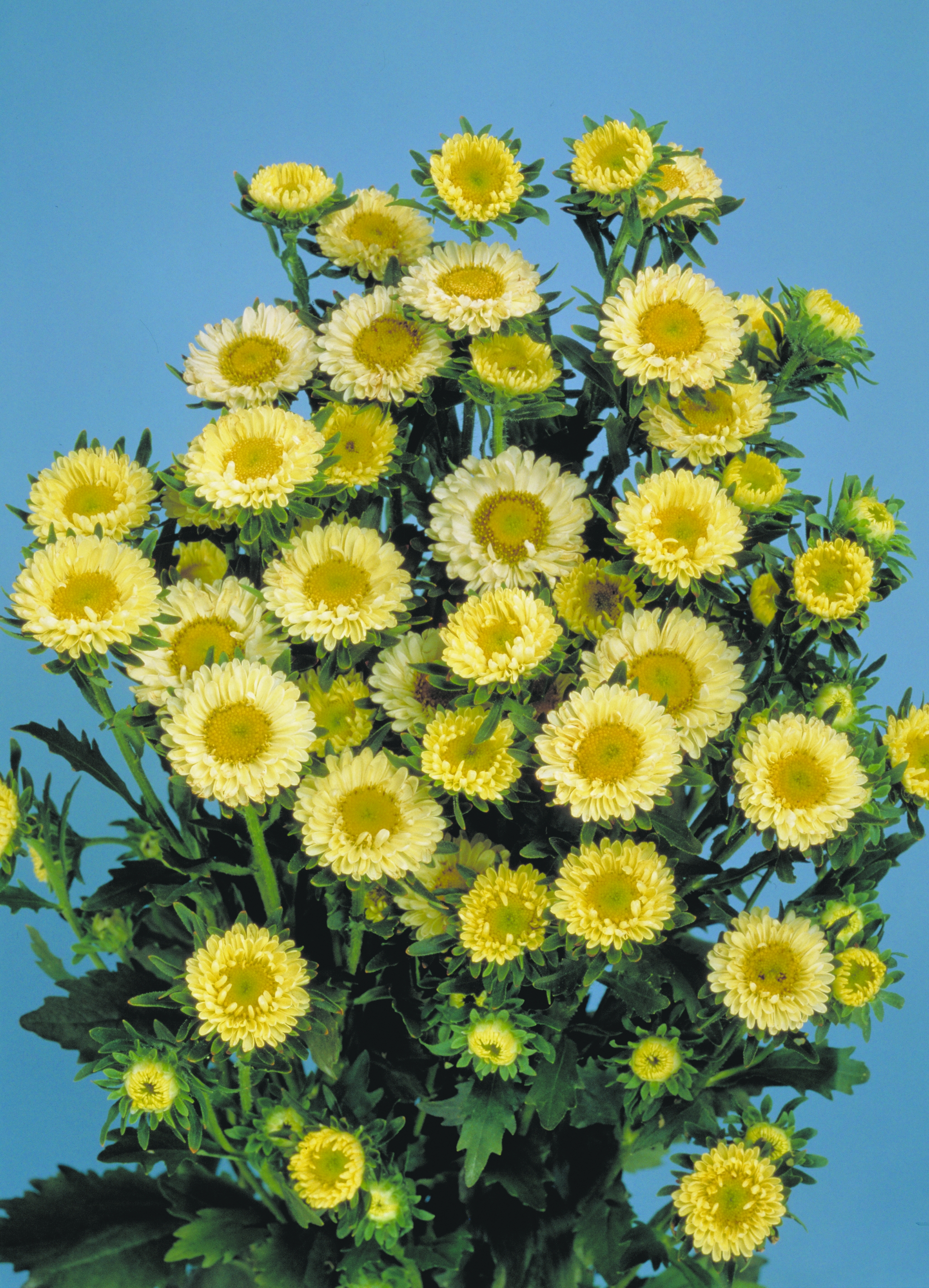 Callistephus chinensis Mona (Matsumoto) Gelb