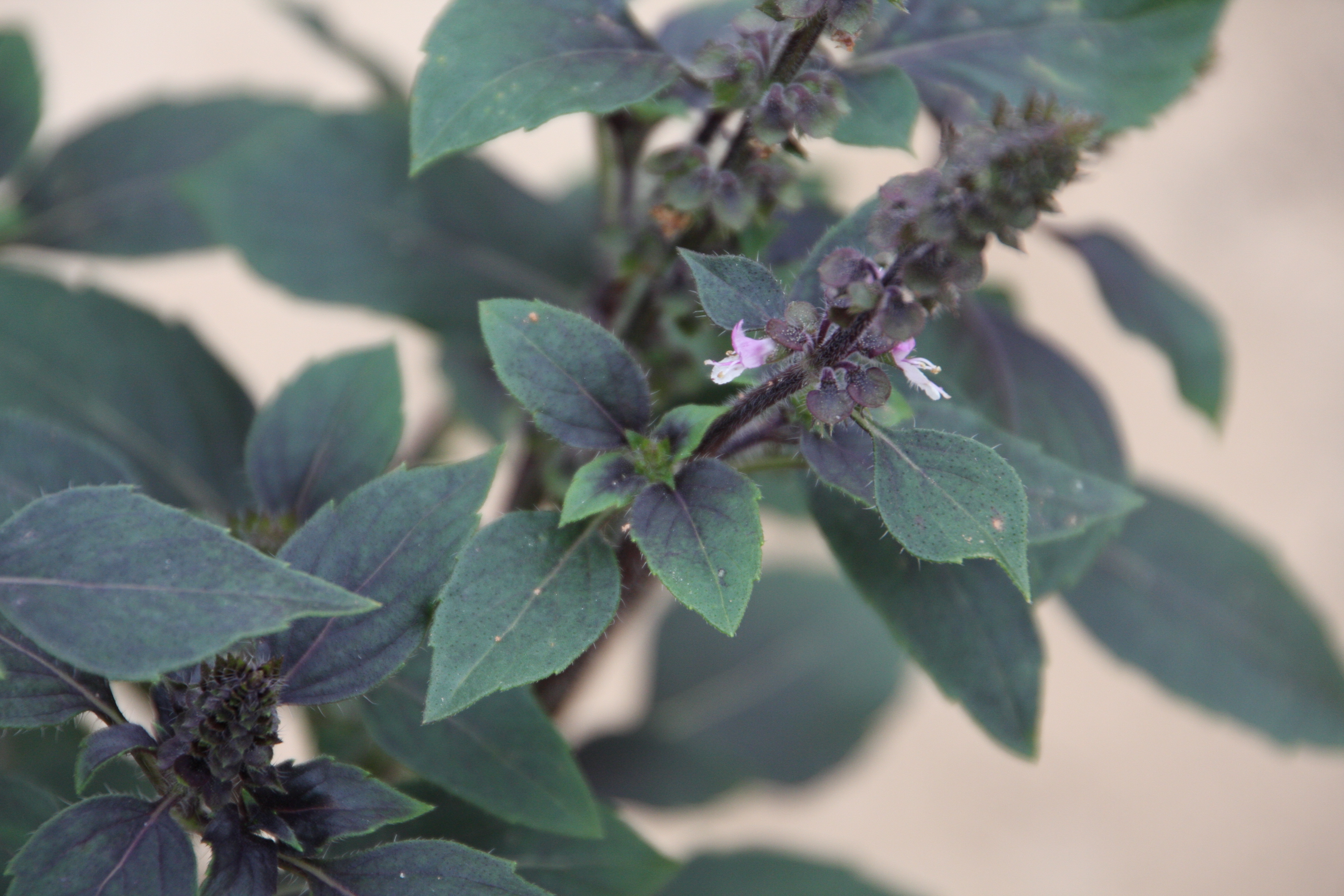 Ocimum basilicum Wild Color (P)