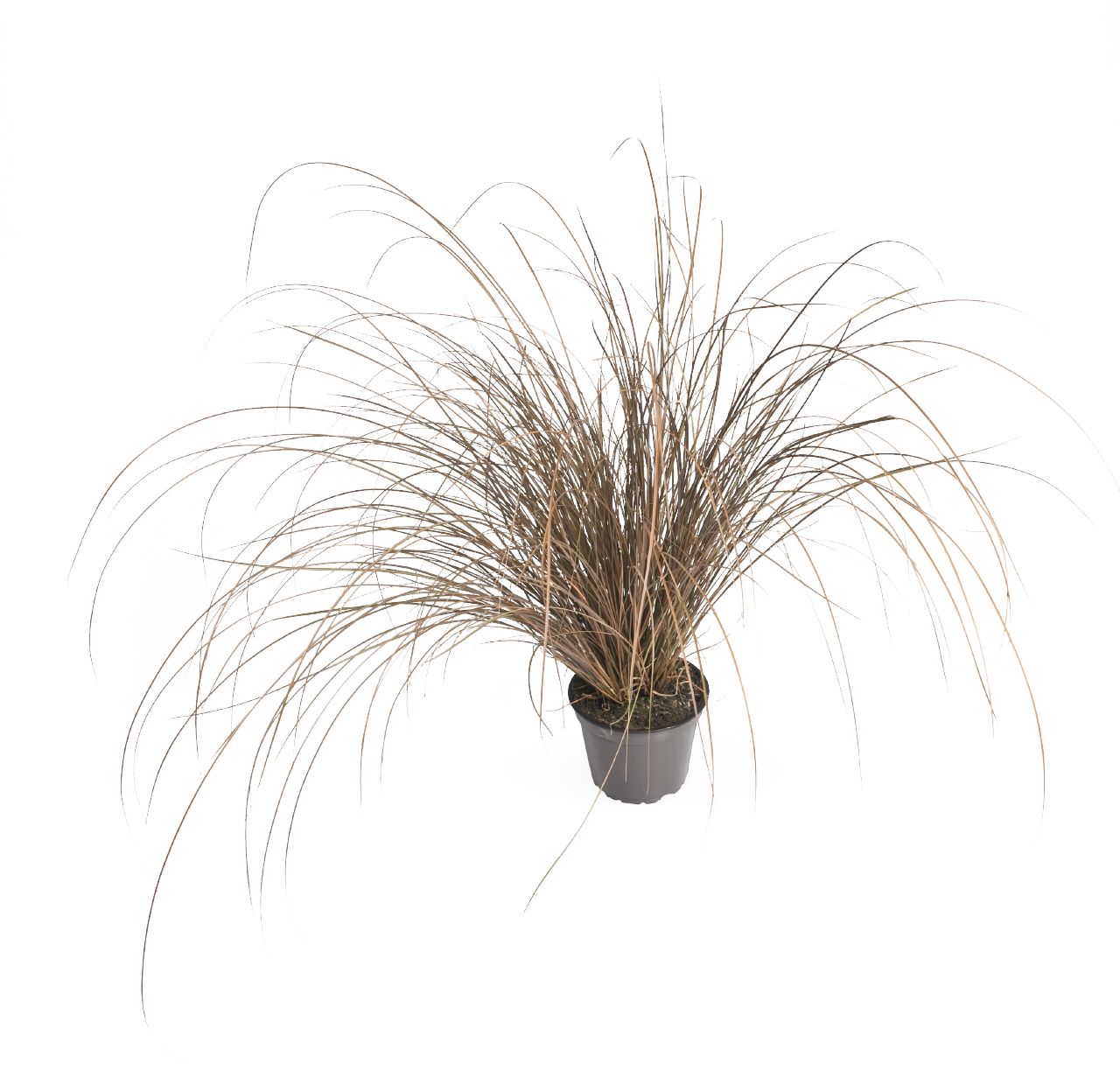 Carex commans Zora