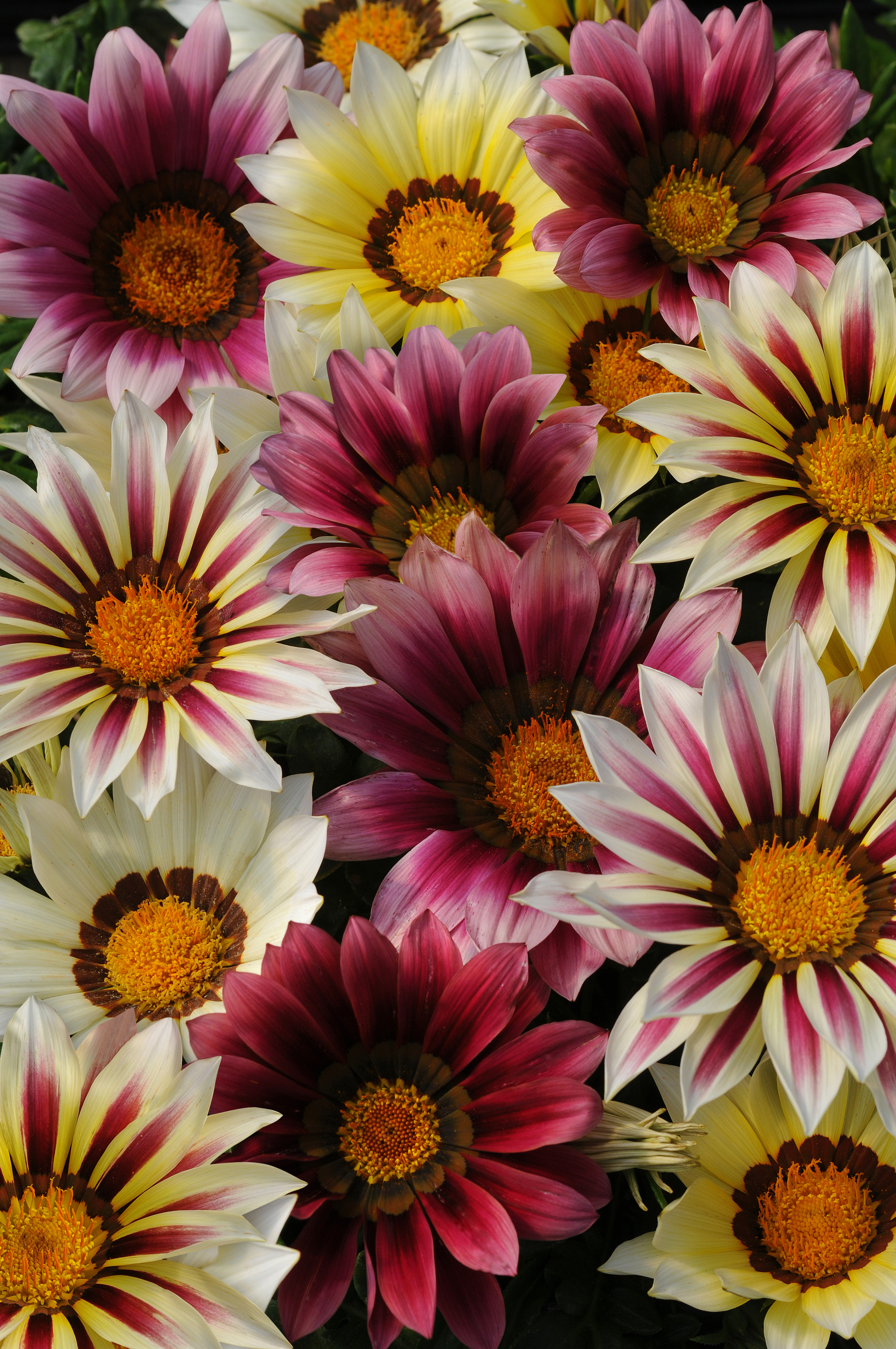 Gazania rigens F1 New Day Strawberry Shortcake Mischung