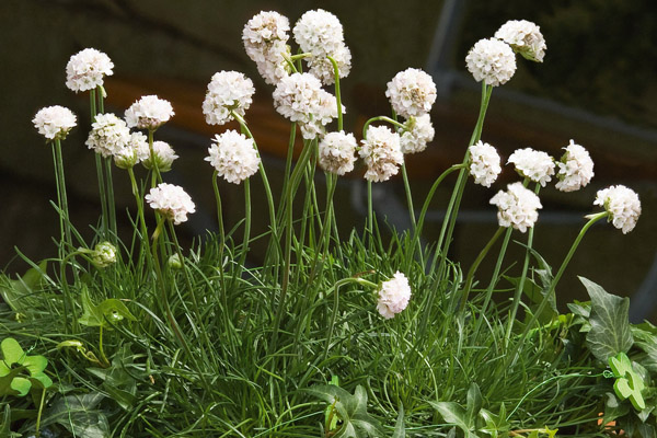 Armeria maritima Laucheana splendis Morning Star White