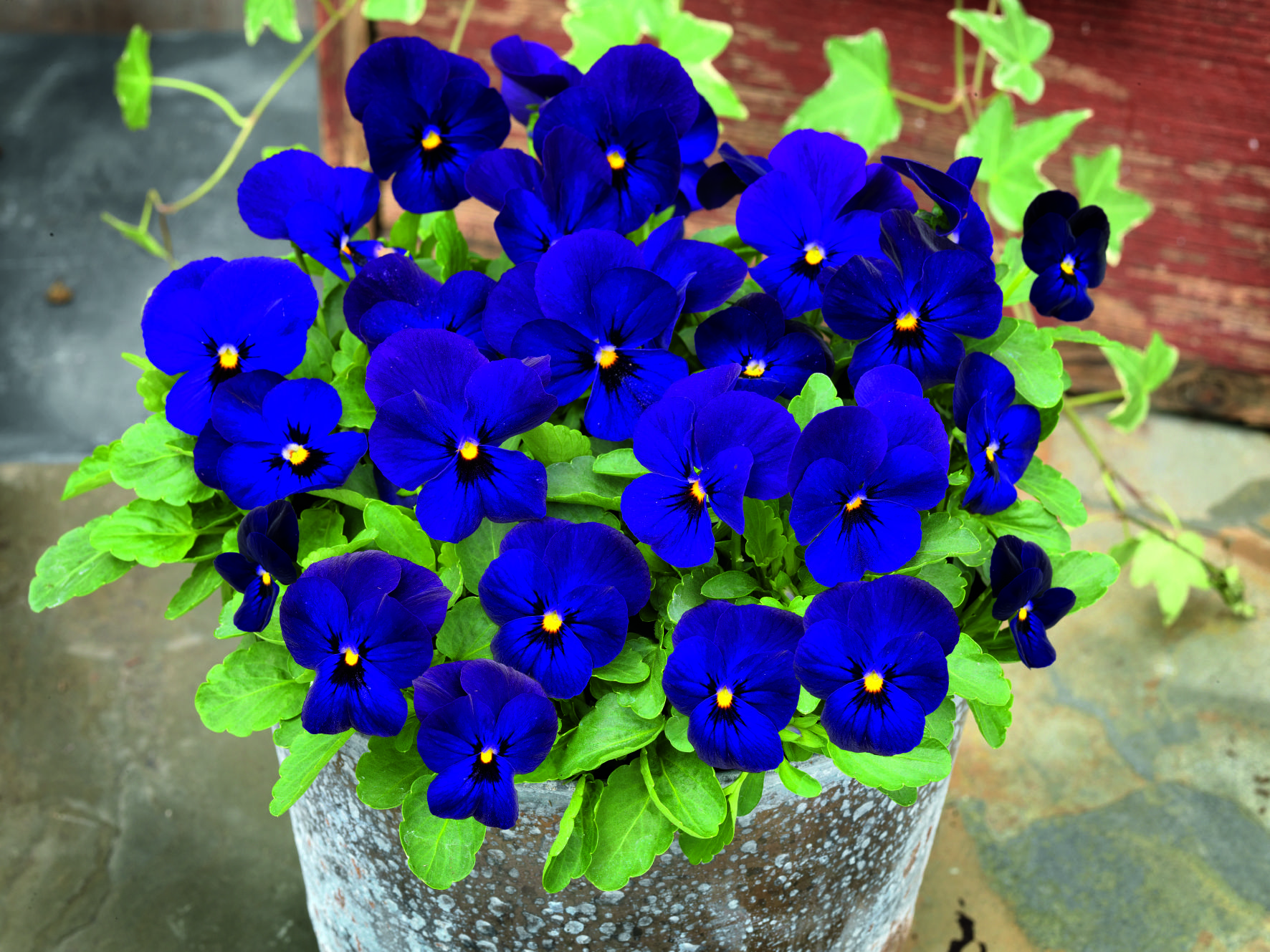 Viola cornuta F1 Admire Dunkelblau