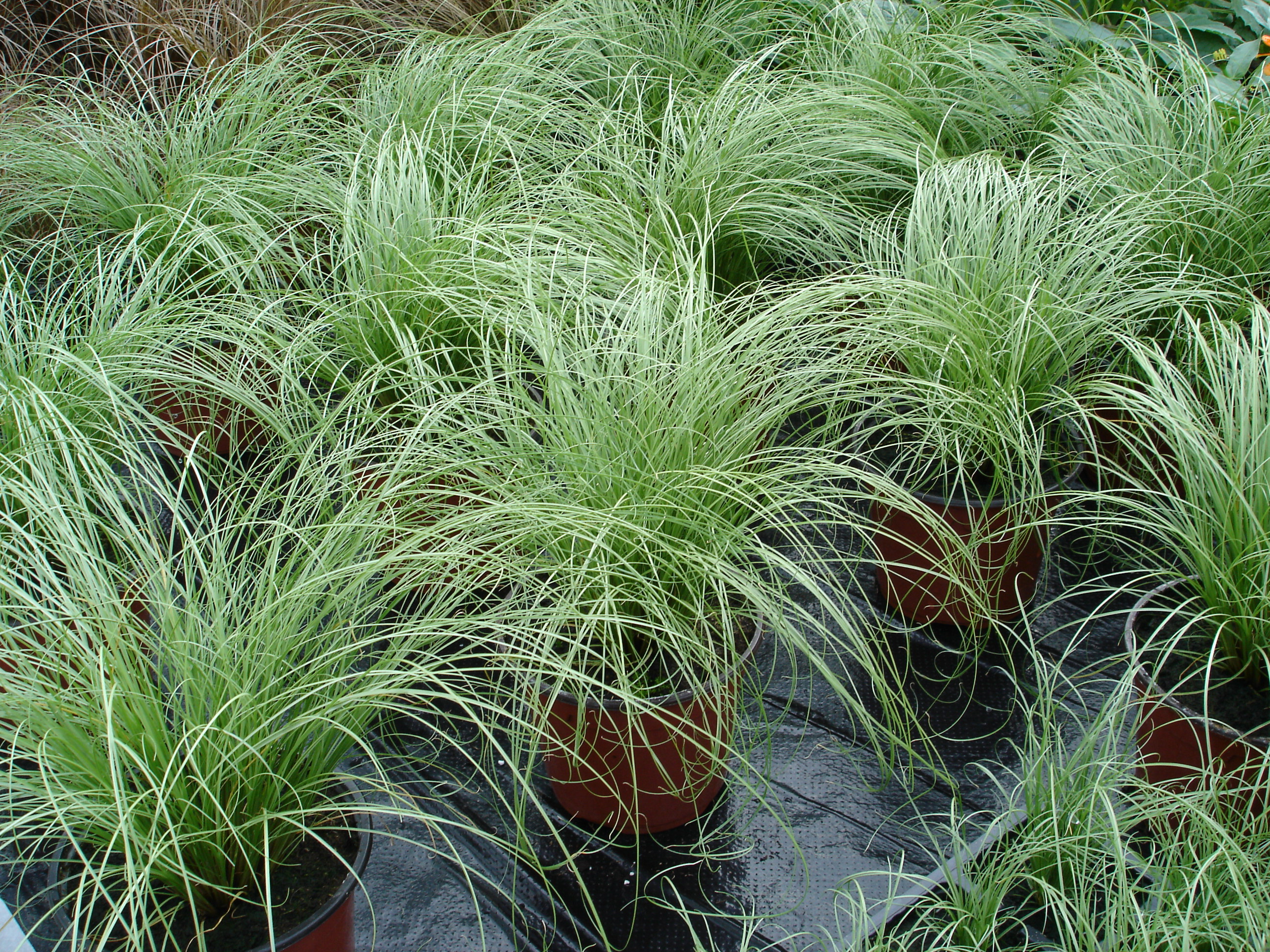 Carex comans Frosted Curls