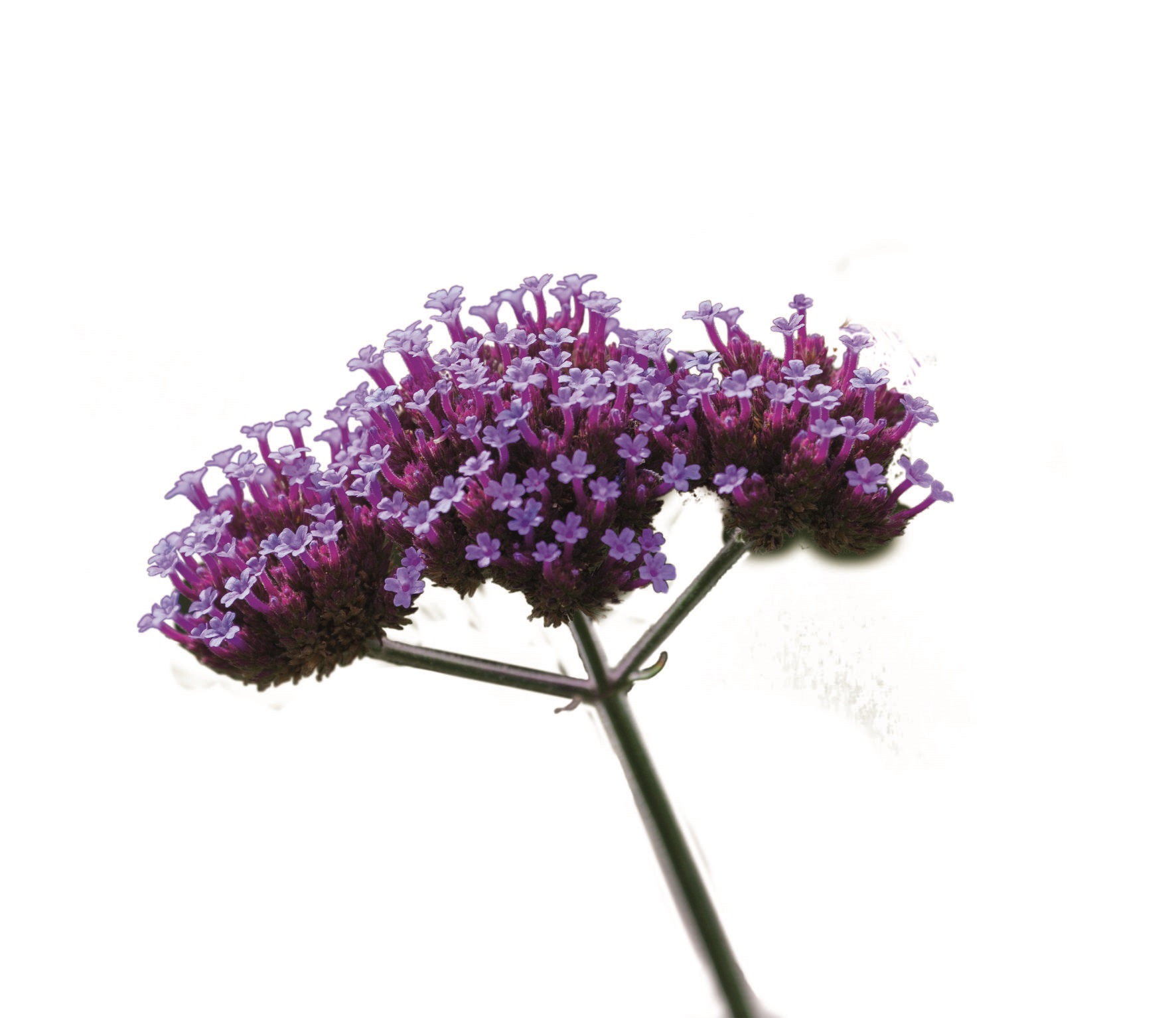 Verbena bonariensis Finesse