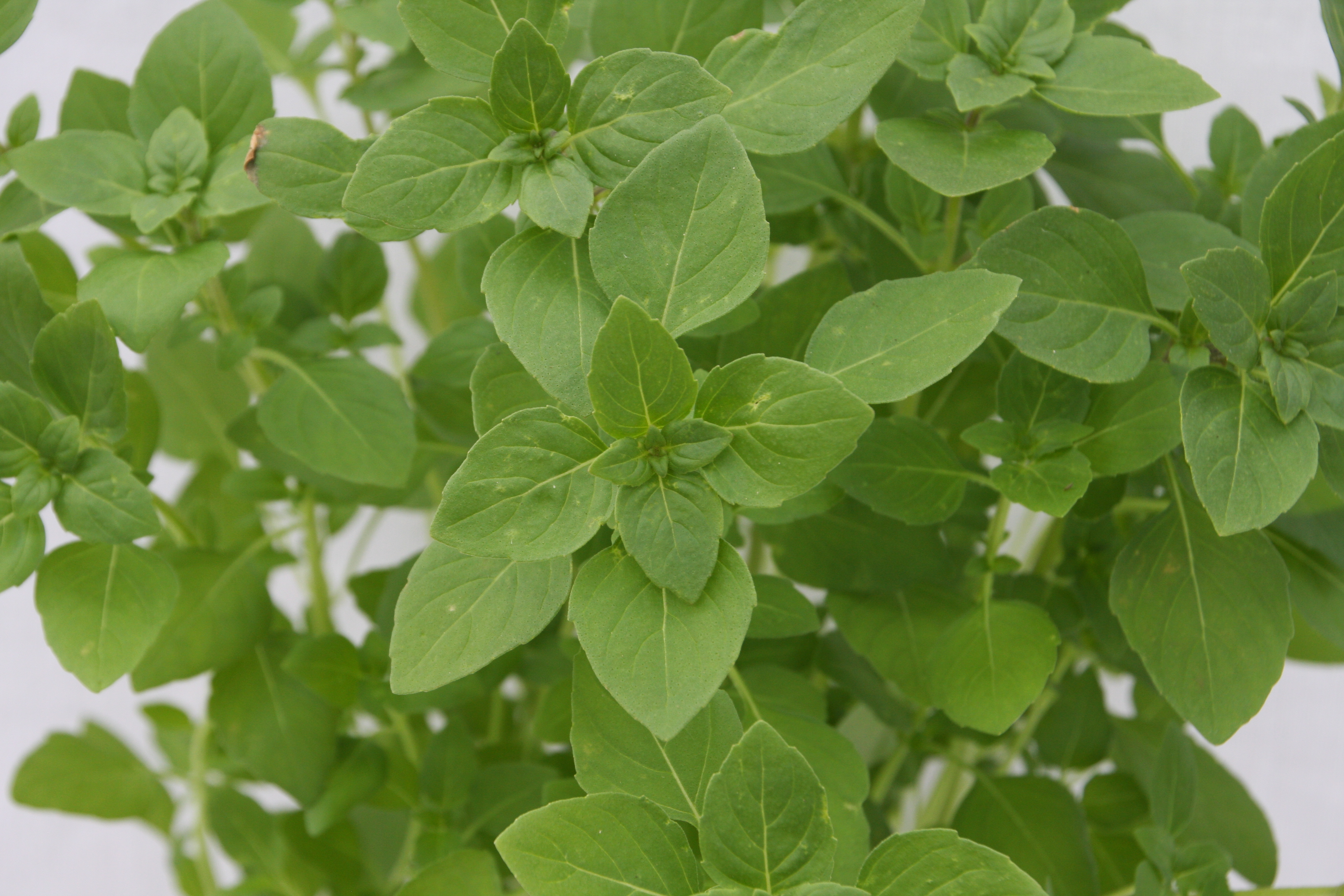 Ocimum basilicum Habana (P)