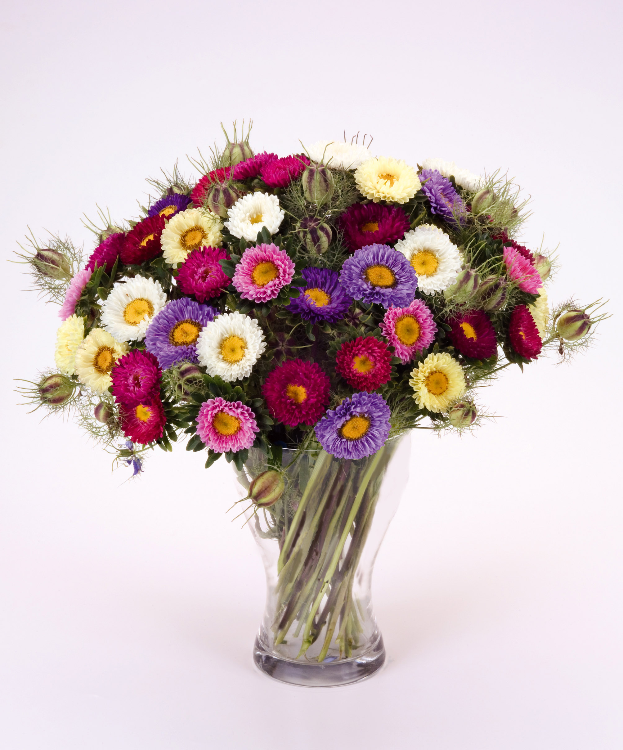 Callistephus chinensis Mona (Matsumoto) Farbenmischung