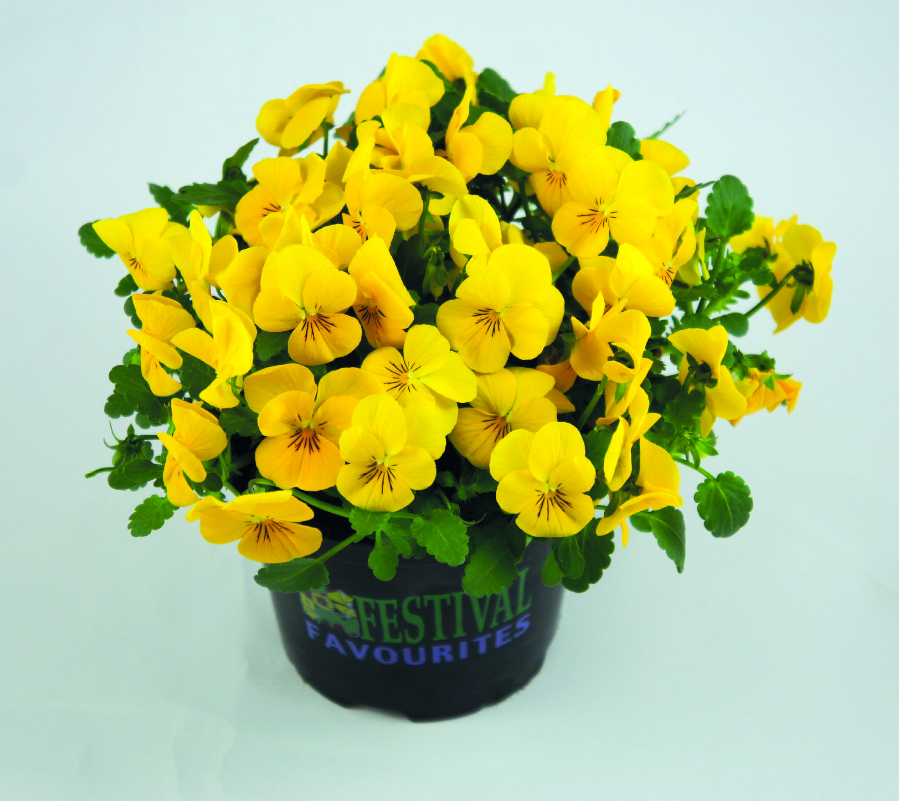 Viola cornuta F1 Admire Gelb