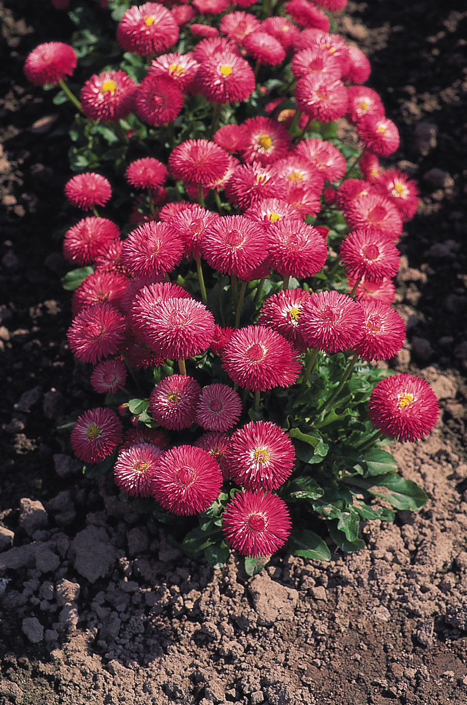 Bellis perennis Roggli Rosa