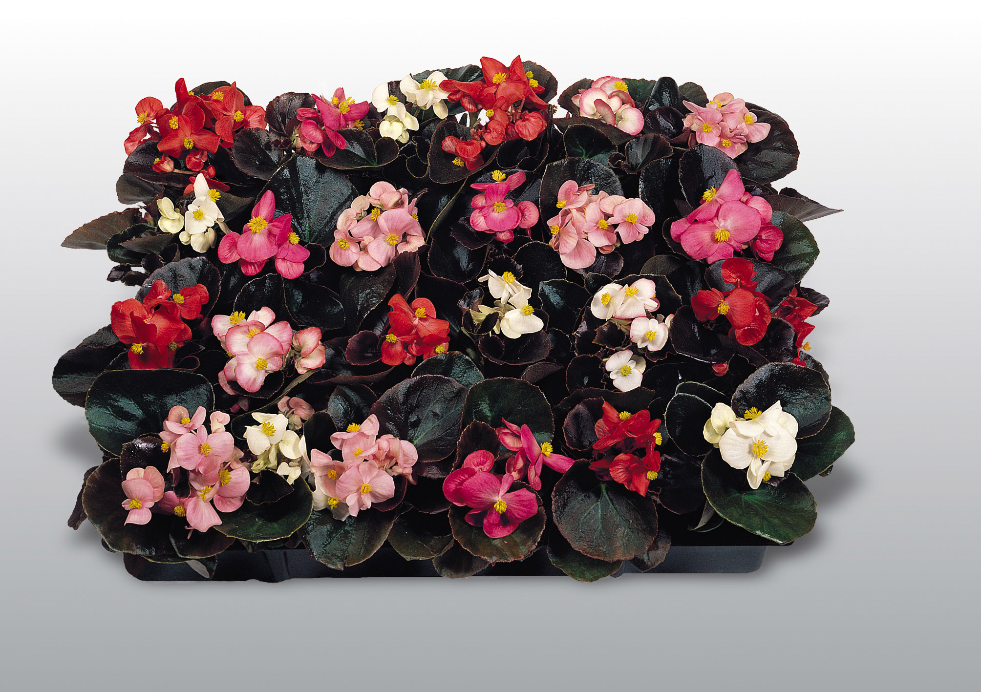 Begonia semperflorens F1 Cocktail Mischung