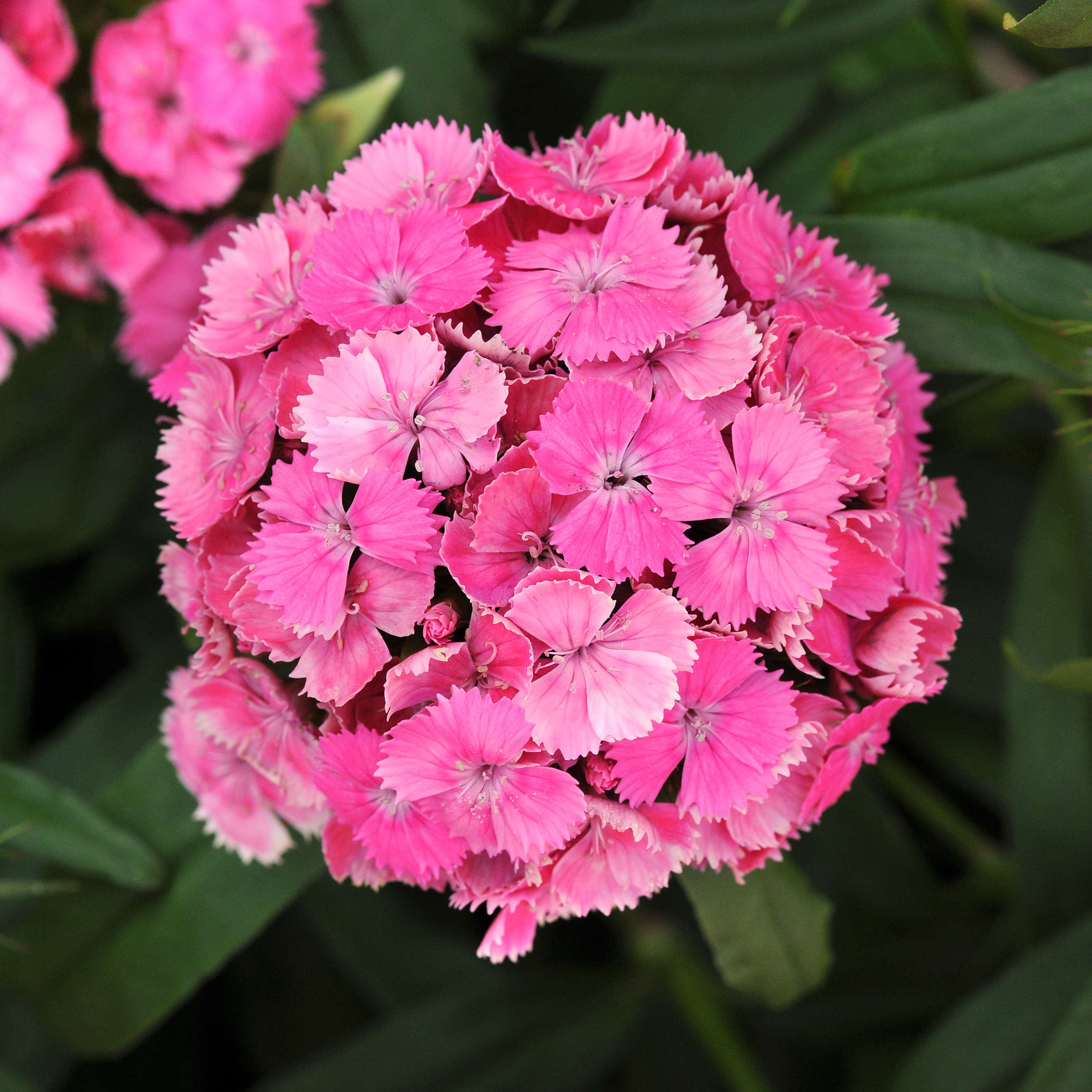 Dianthus barbatus F1 Dash Pink
