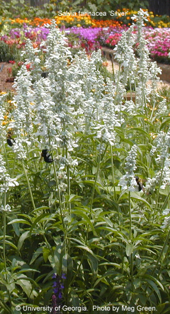 Salvia farinacea Silver