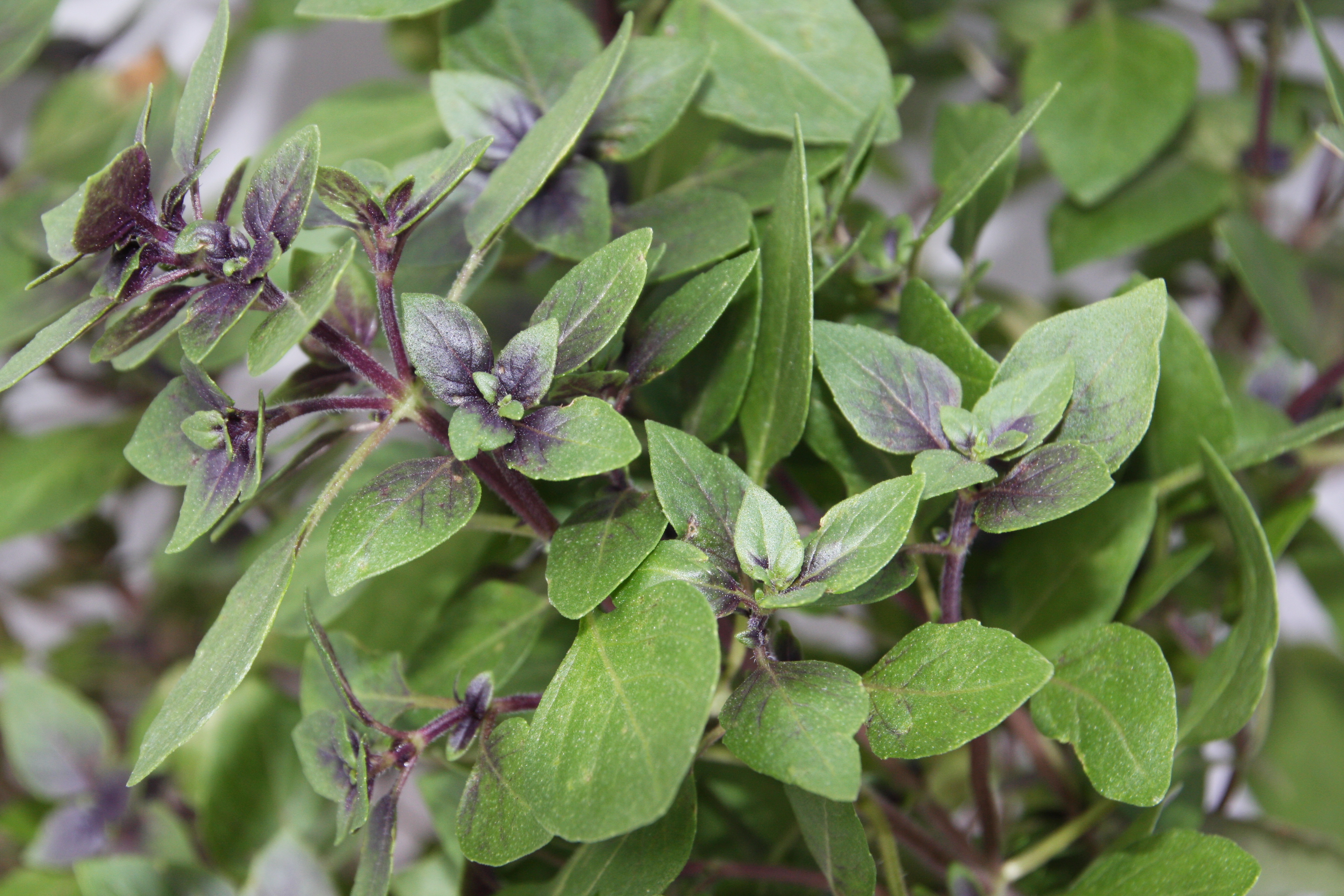 Ocimum basilicum Little Magic (P)