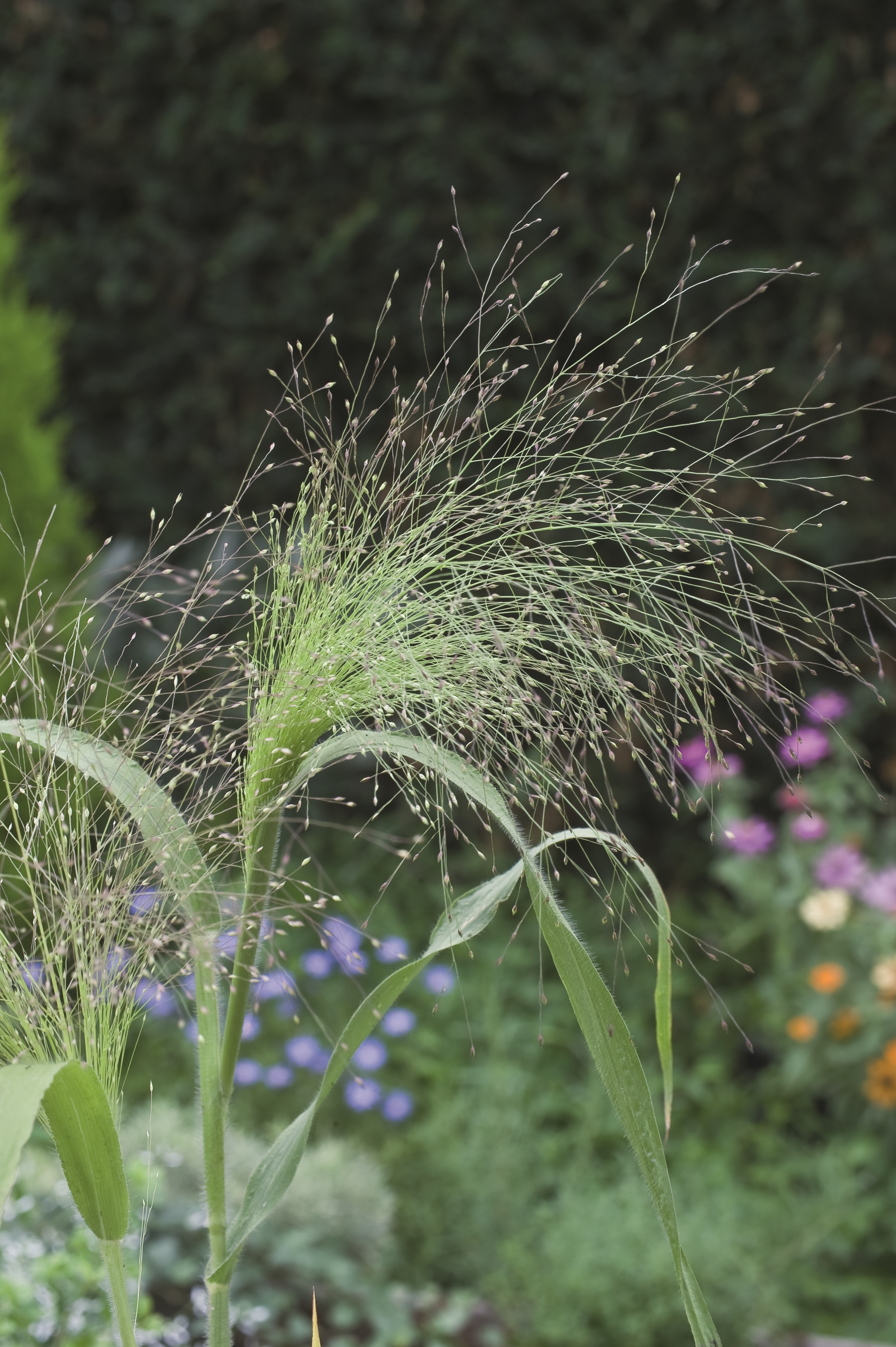 Panicum capillare (virgatum) Fontaine
