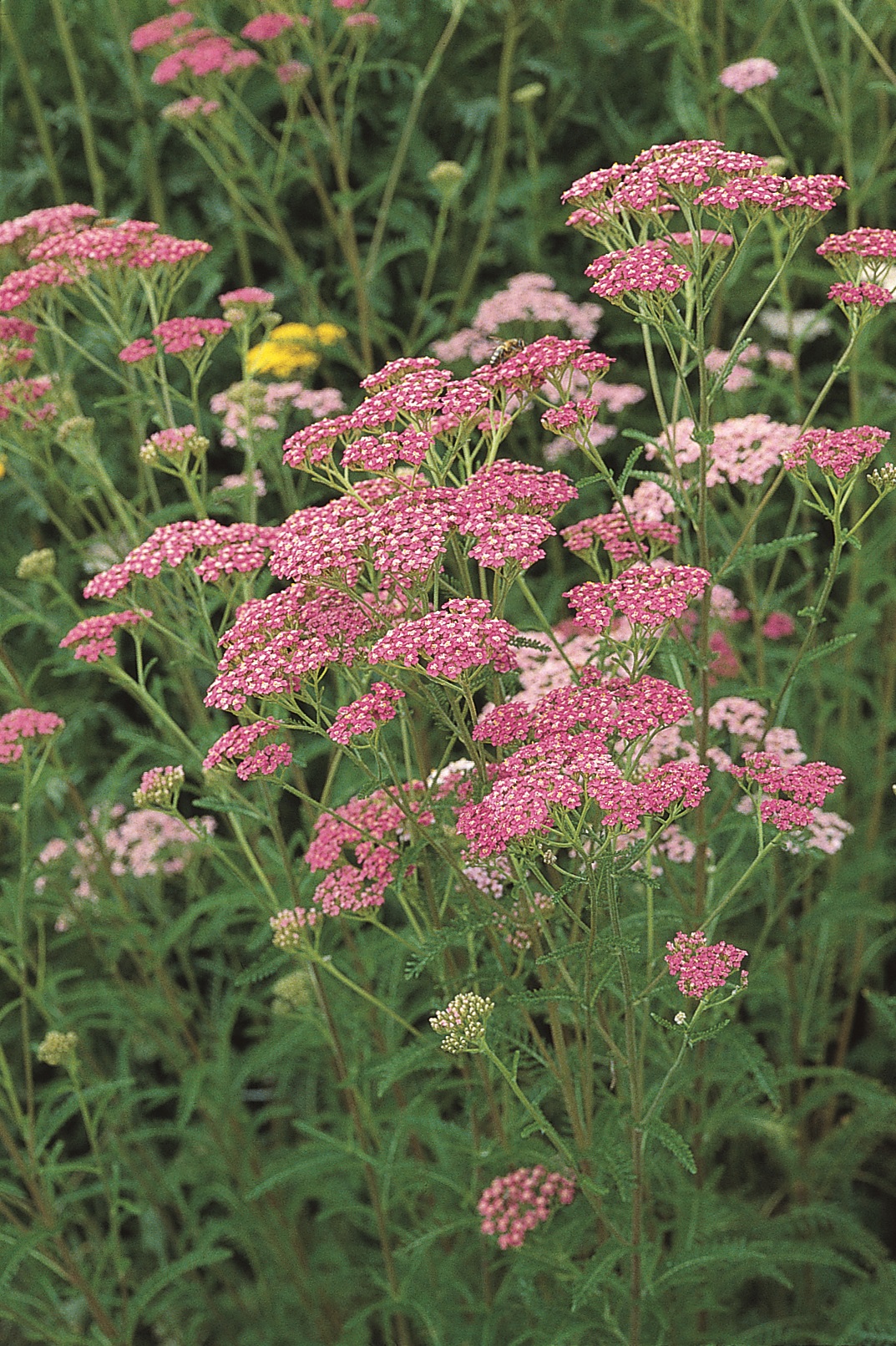 Achillea millefolium Kirschkönigin