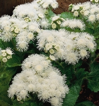 Ageratum houstonianum F1 Aloha Weiß