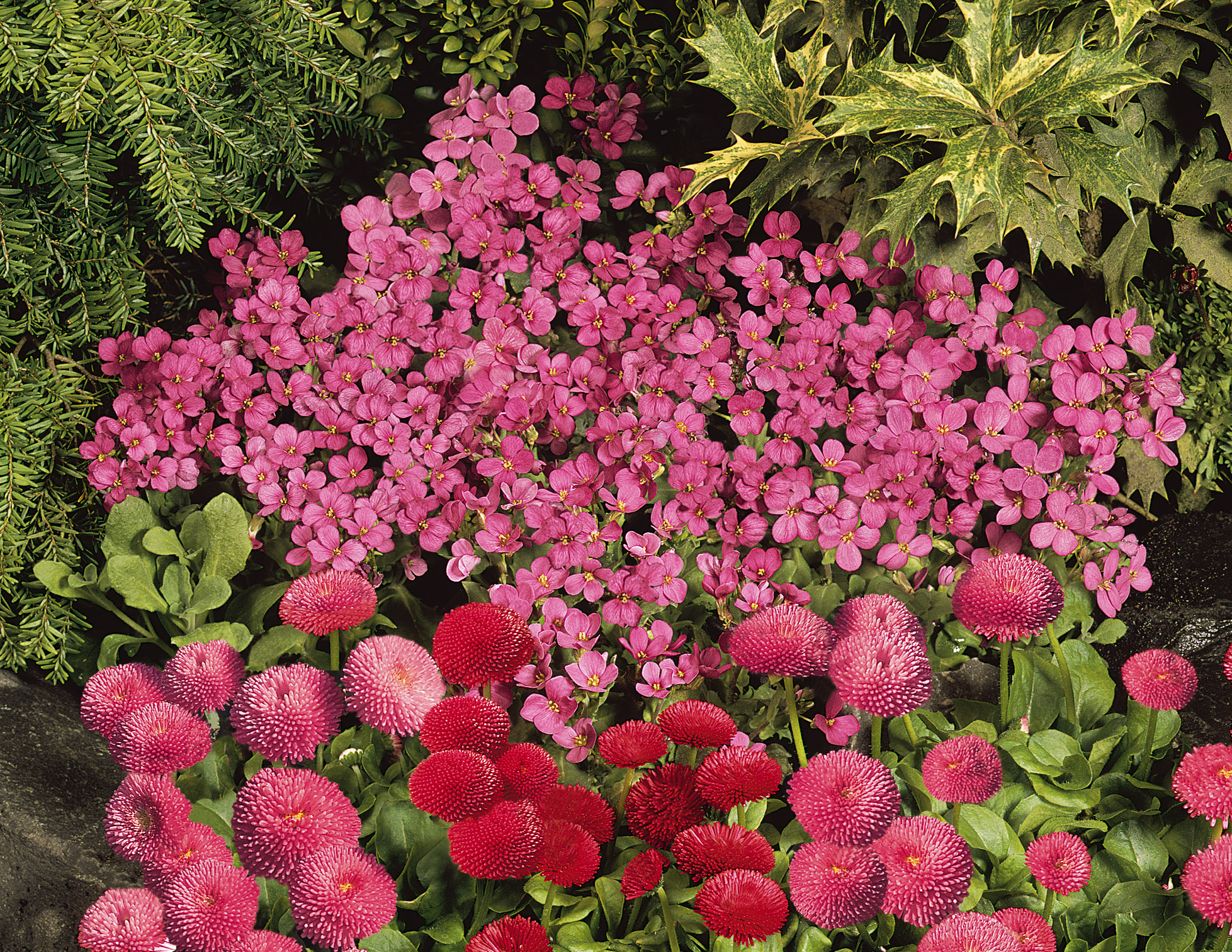 Arabis caucasica Compinkie