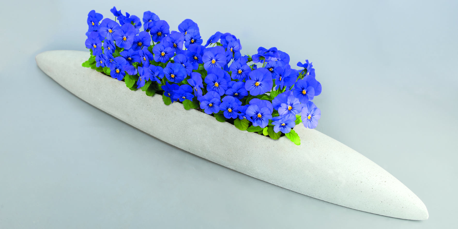 Viola cornuta F1 Admire Blue