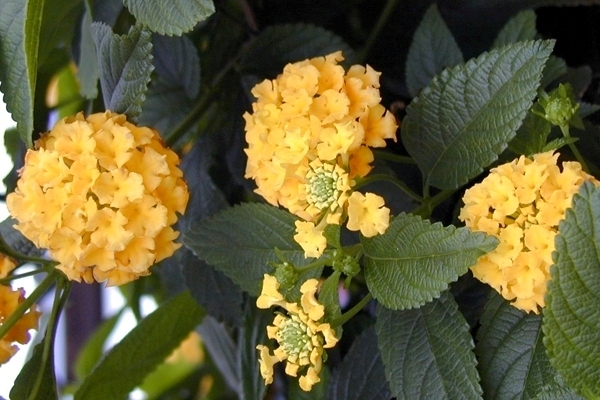 Lantana camara Hybriden SunnyVille (P) Yellow