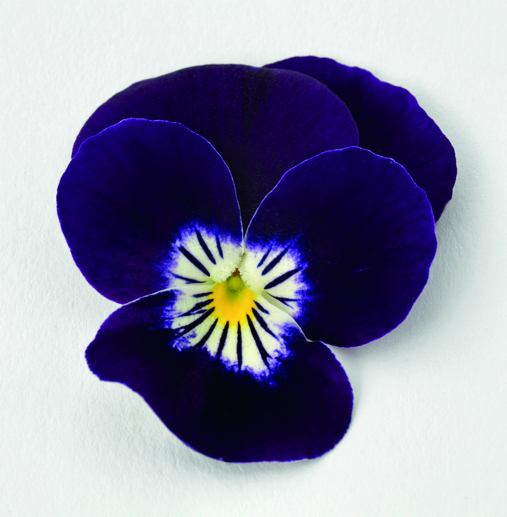 Viola cornuta F1 Admire Purple White Face