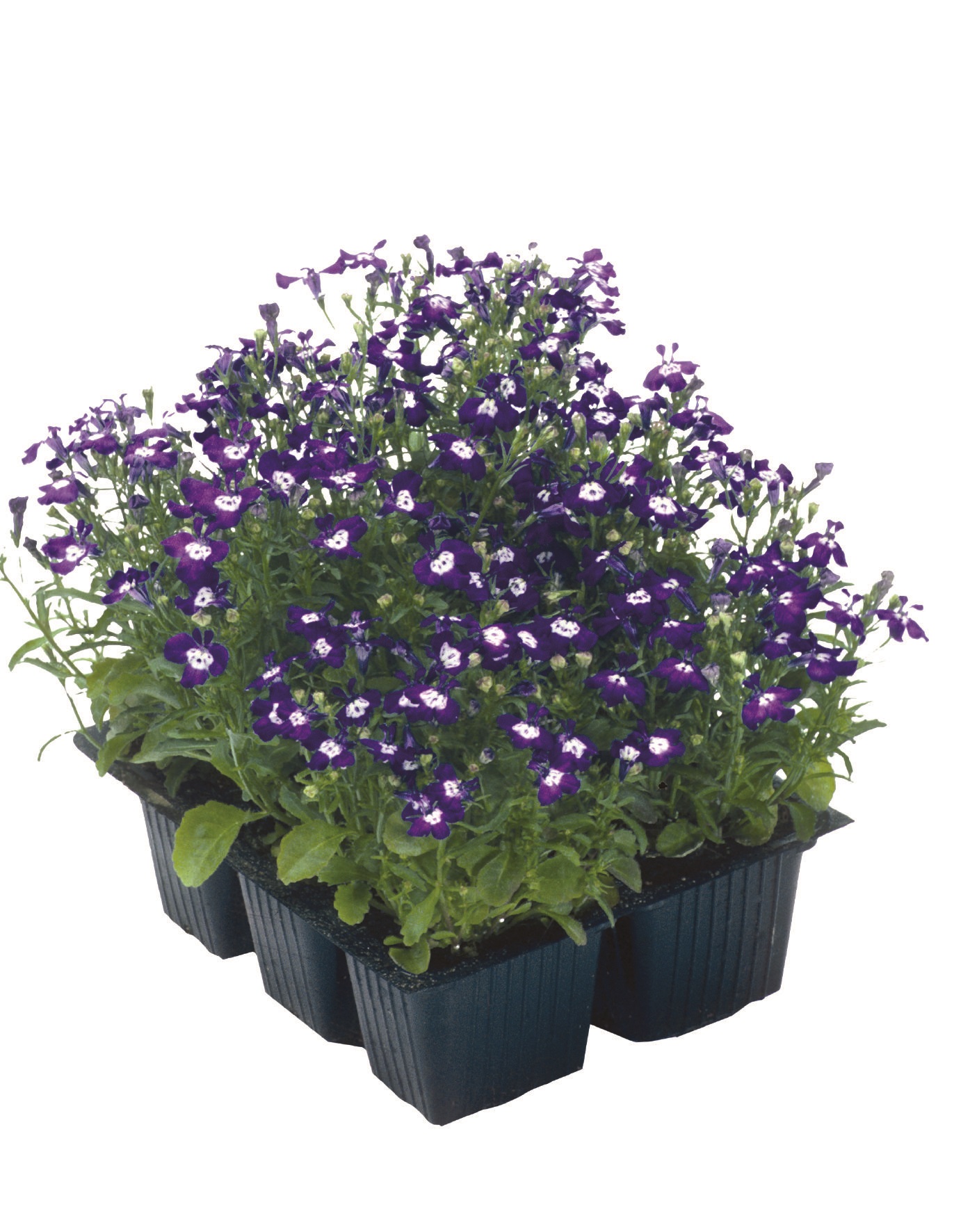 Lobelia erinus Palace Blau mit Auge