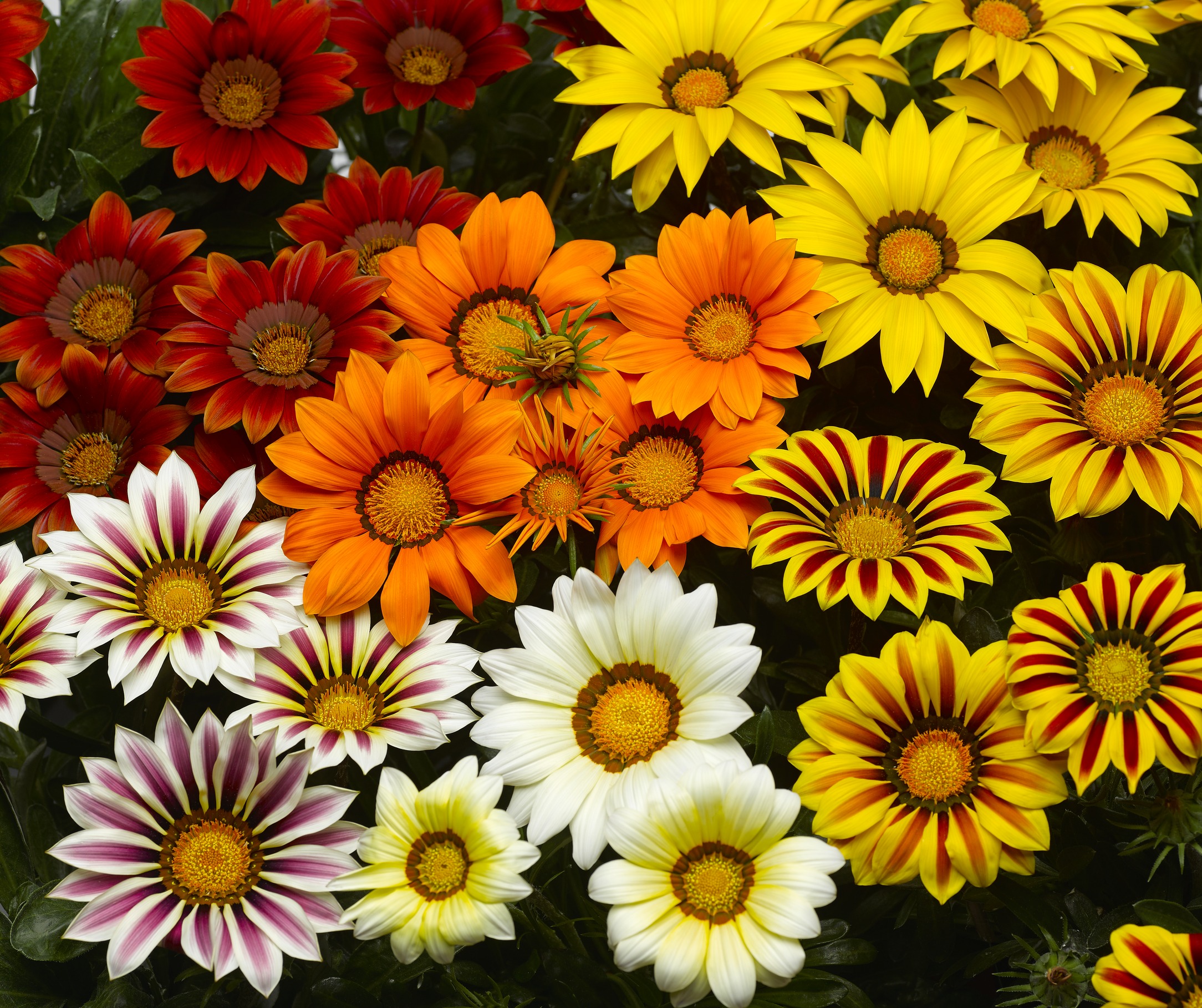 Gazania rigens Big Kiss Mix