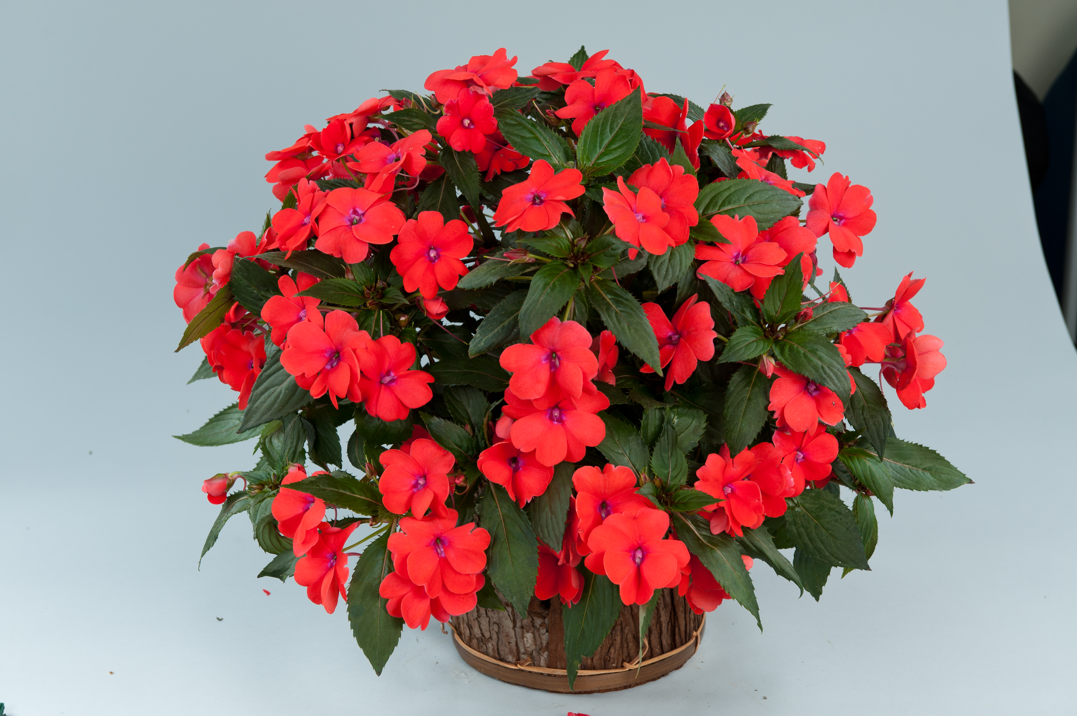 Impatiens Neu Guinea Sun Harmony (P) Salmon