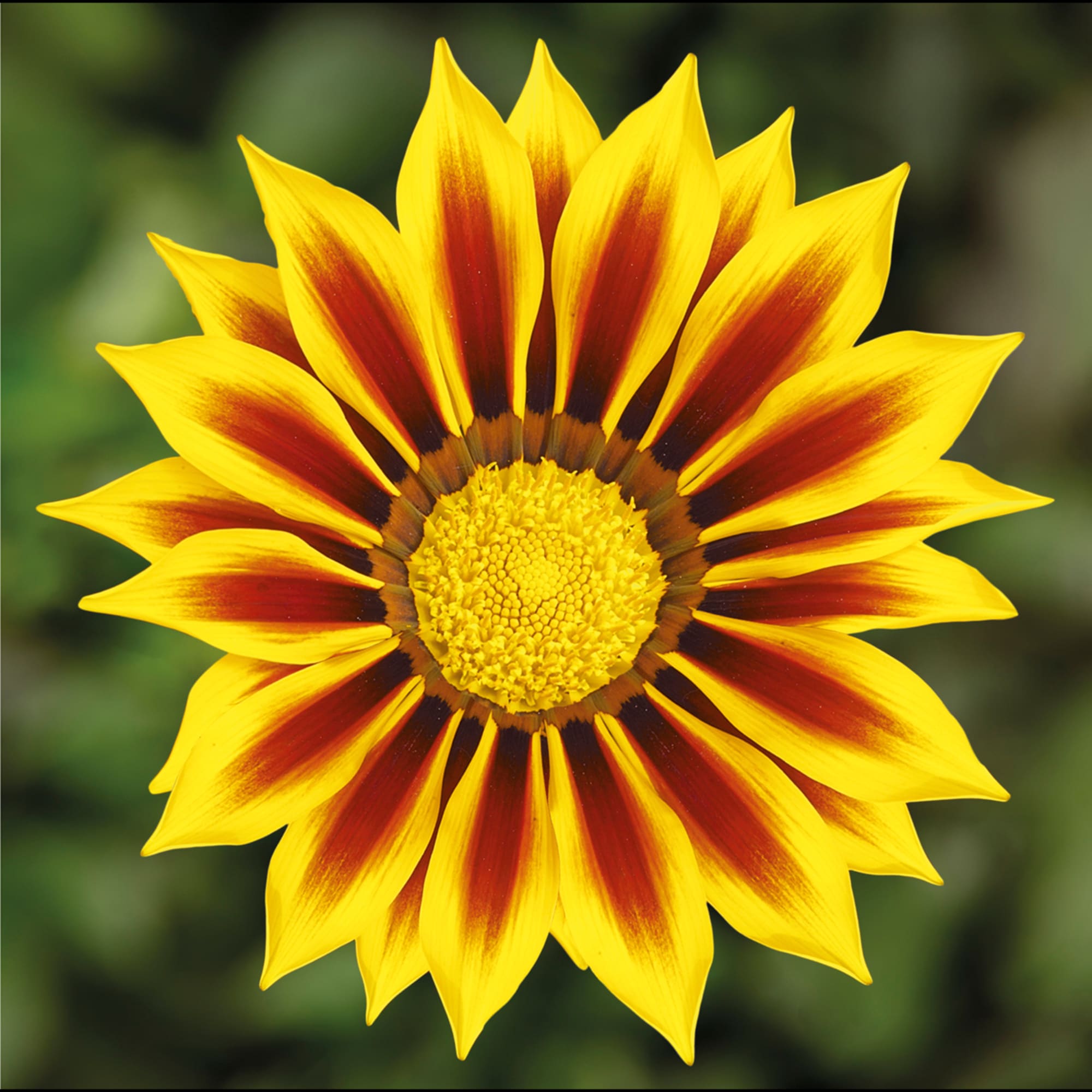 Gazania rigens F1 Kiss Yellow Flame