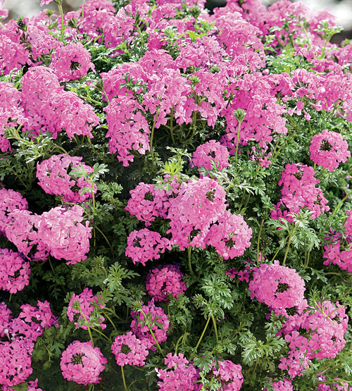 Verbena x Hybrida Tapien (P) Salmon