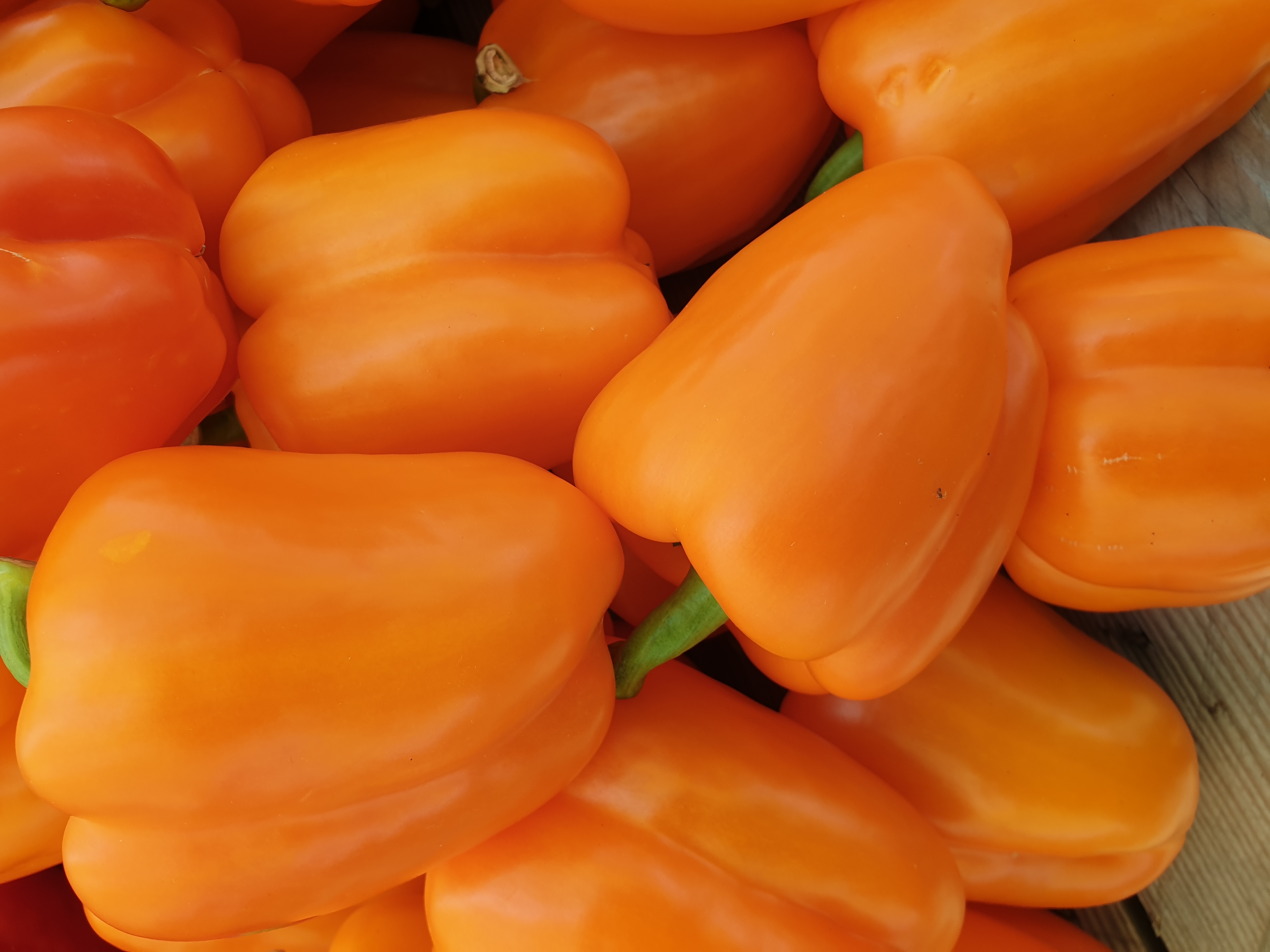 Capsicum Paprika F1 Gourmet