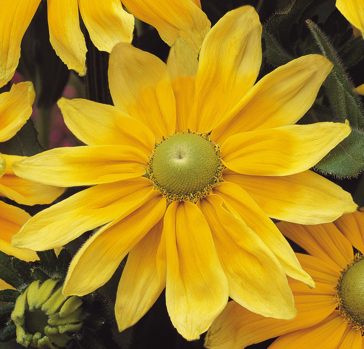 Rudbeckia hirta Prairie Sun