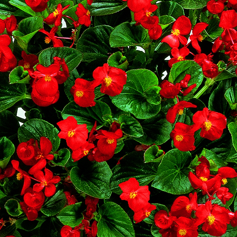 Begonia semperflorens F1 Inferno Rot
