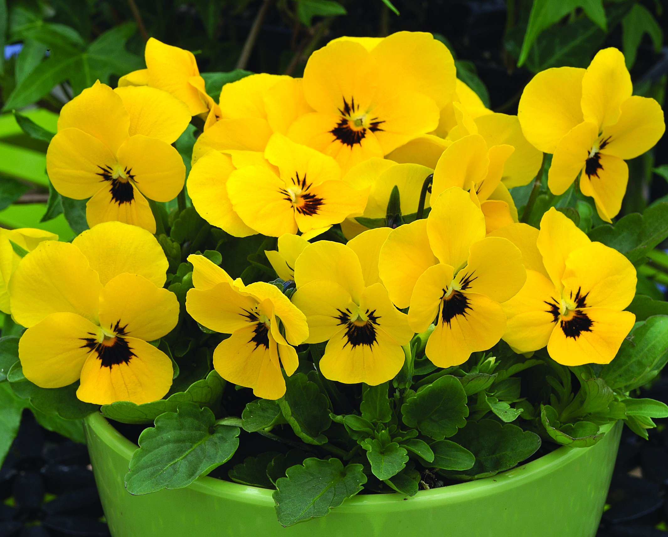 Viola cornuta F1 Penny Gelb mit Auge