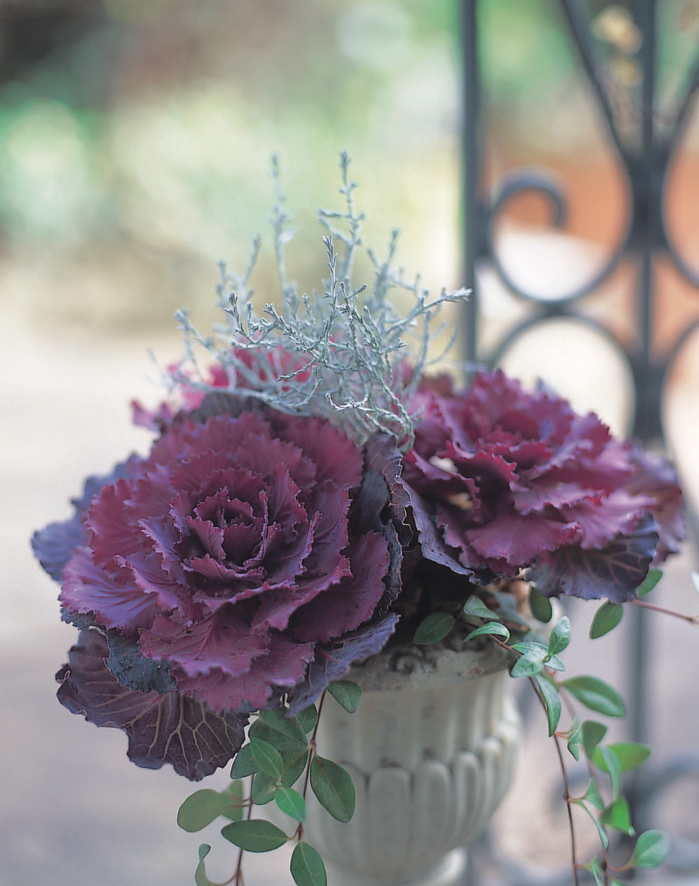 Zierkohl F1 Pigeon Red