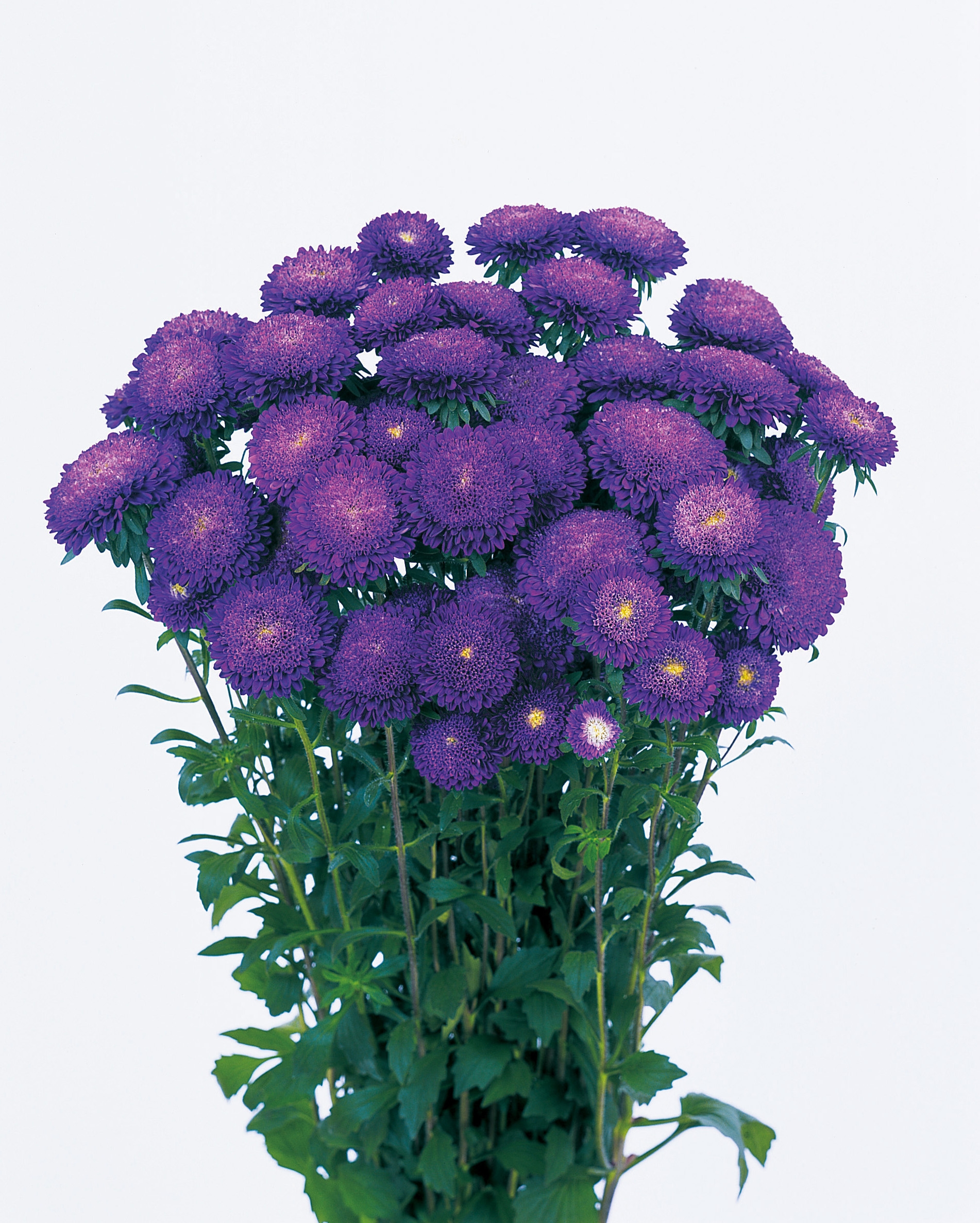 Callistephus chinensis Bonita Blau