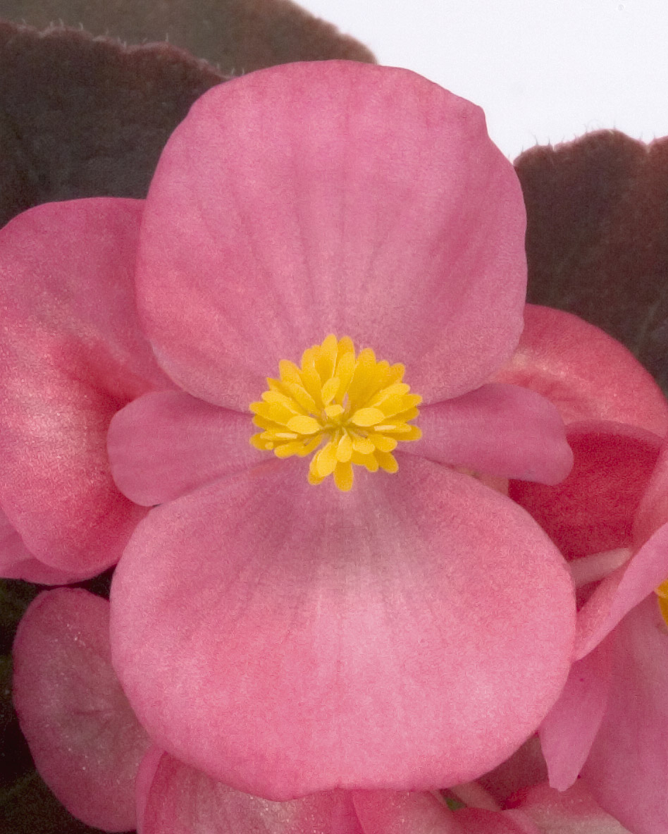 Begonia semperflorens F1 Gin