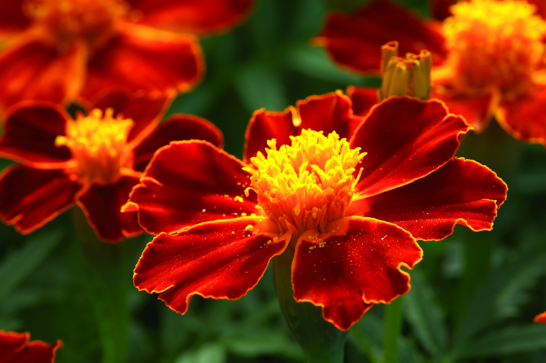 Tagetes patula Disco Rot