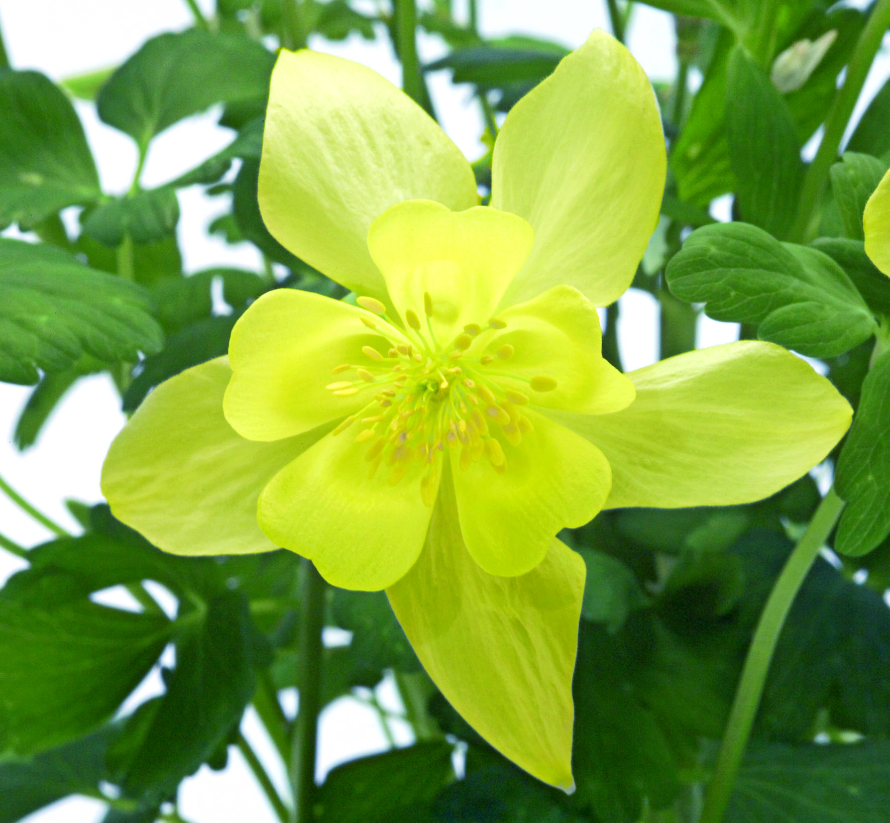 Aquilegia flabellata Spring Magic Gelb