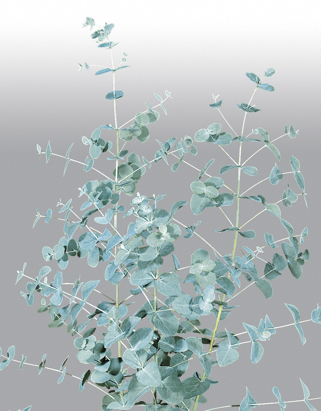 Eucalyptus gunnii Silbertropfen