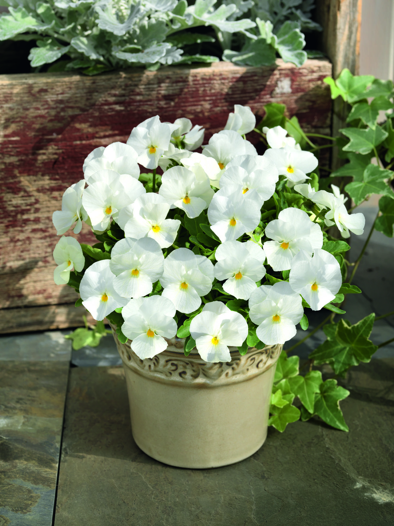 Viola cornuta F1 Admire Reinweiß