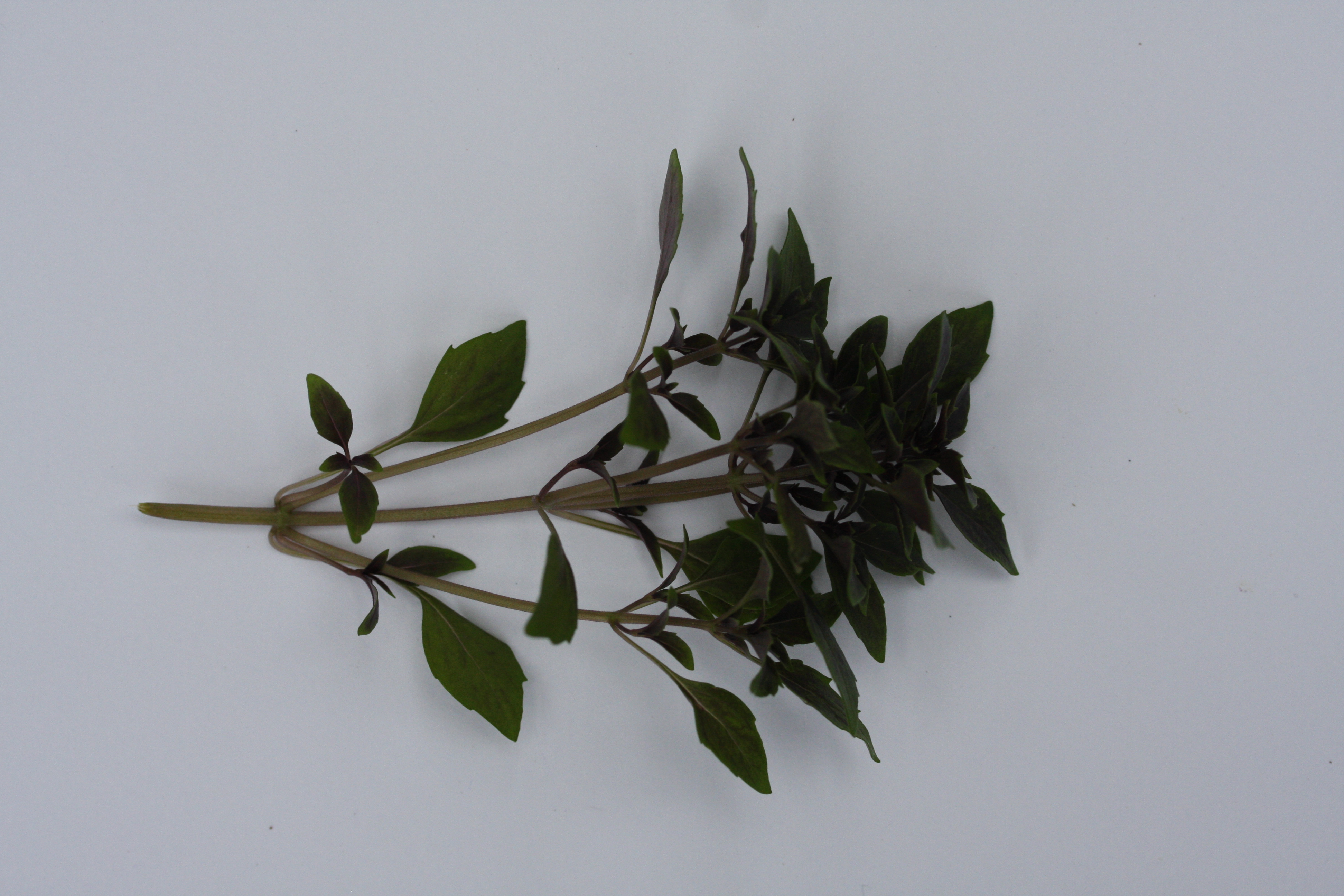 Ocimum basilicum Red Ball (P)