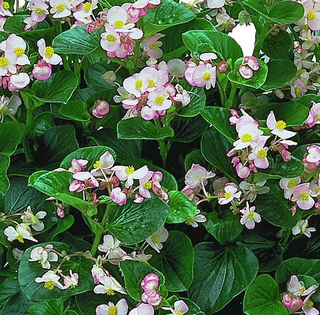 Begonia semperflorens F1 Inferno Appleblossom
