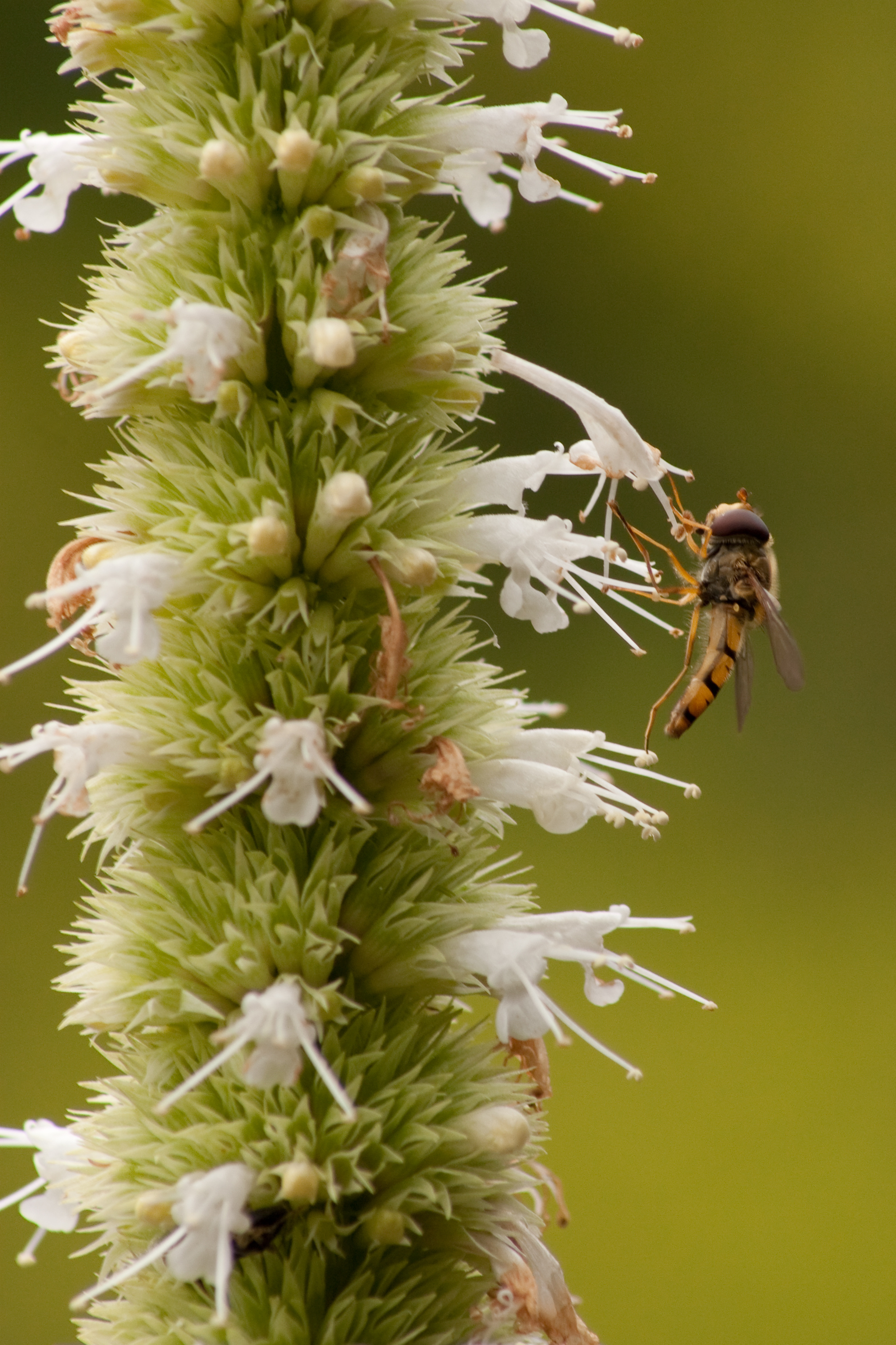 Agastache urticifolia Weiße Kerze