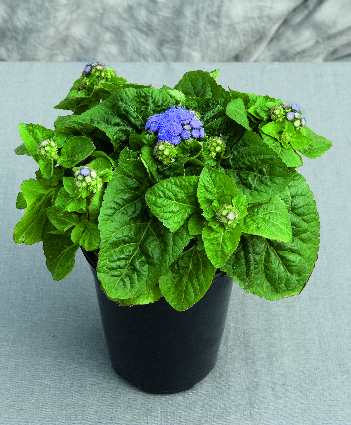 Ageratum houstonianum F1 Aloha Blue