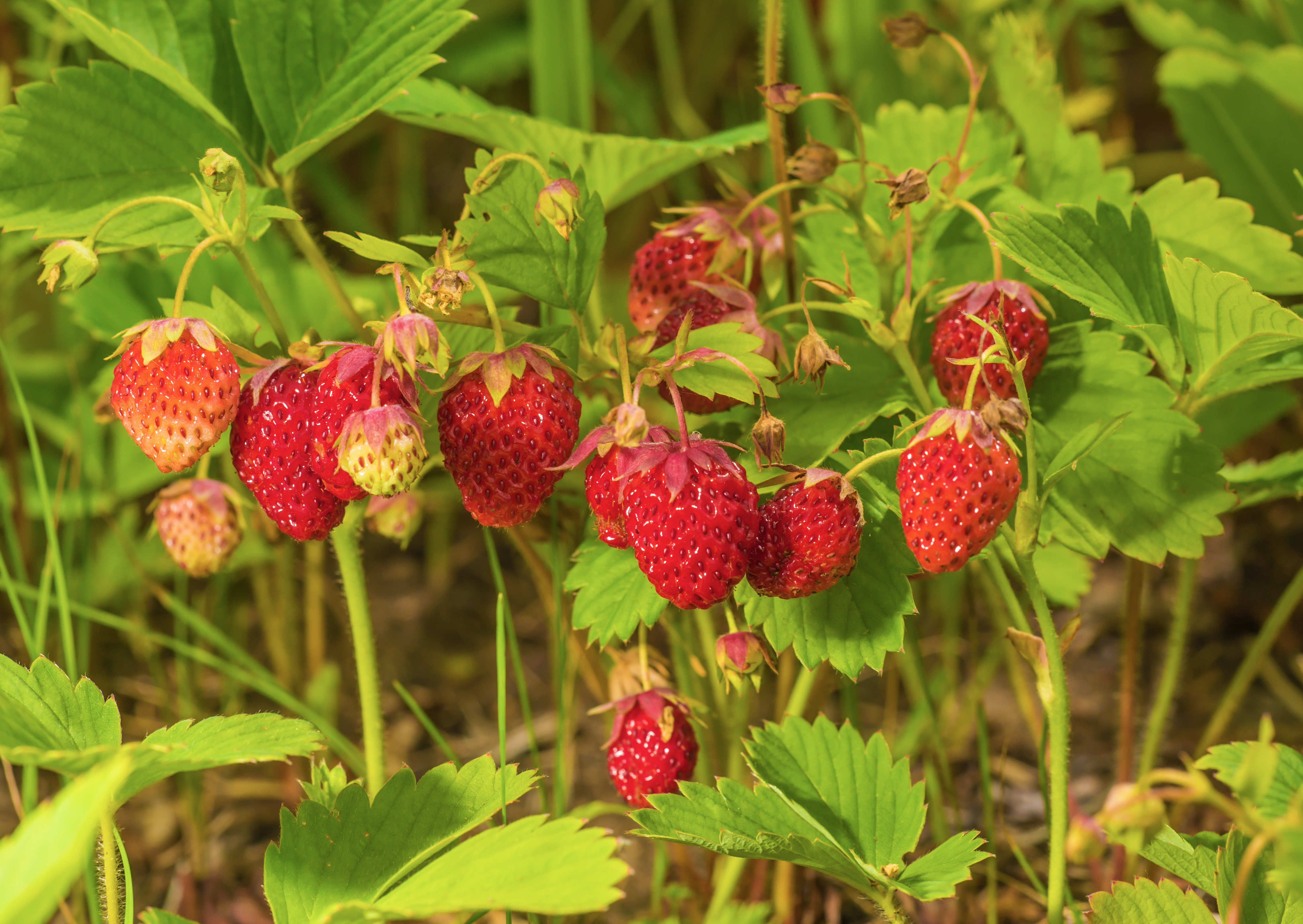 Erdbeeren Rügen